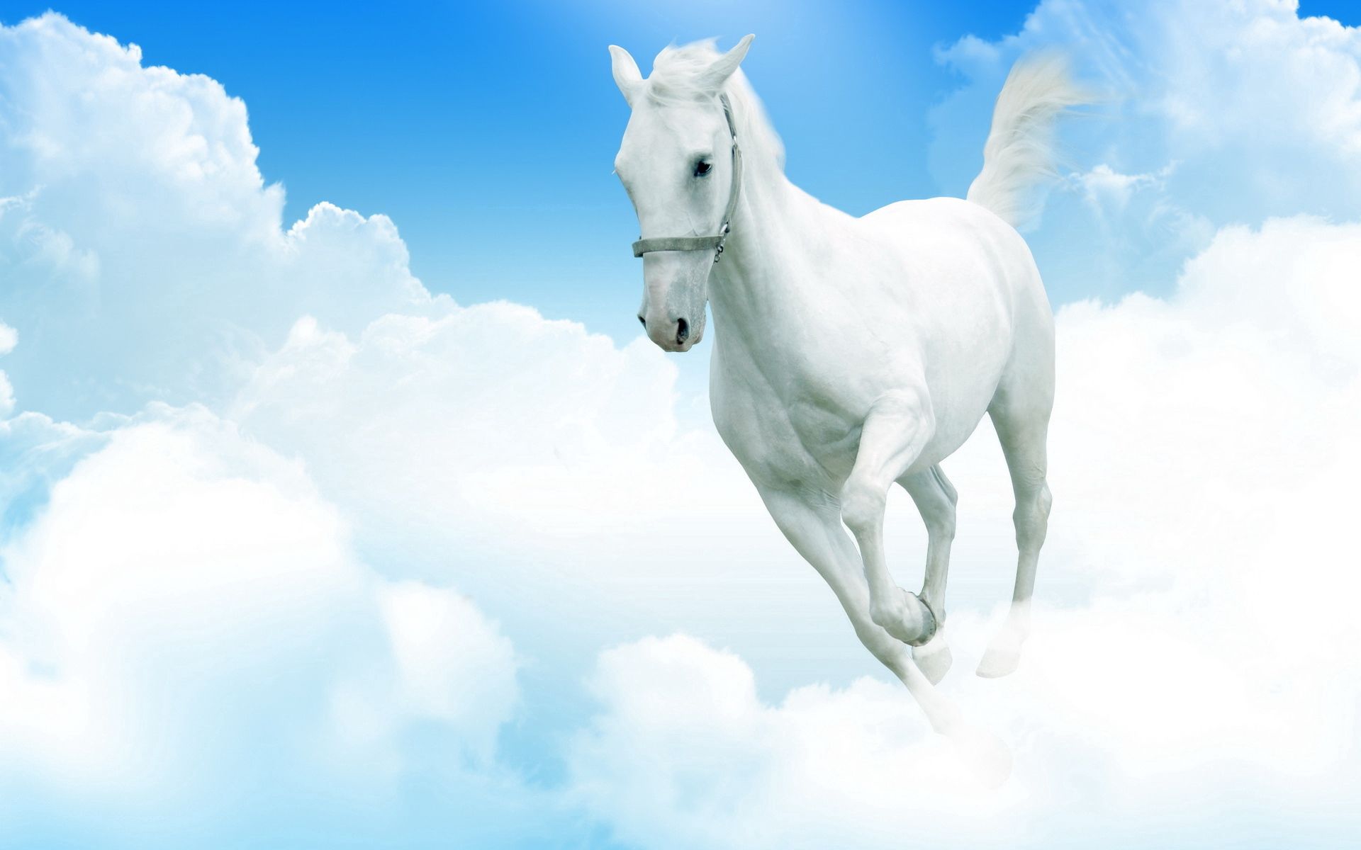 146686 Hintergrundbild herunterladen schneeweißes pferd, tiere, clouds, springen, schneewittchenpferd - Bildschirmschoner und Bilder kostenlos