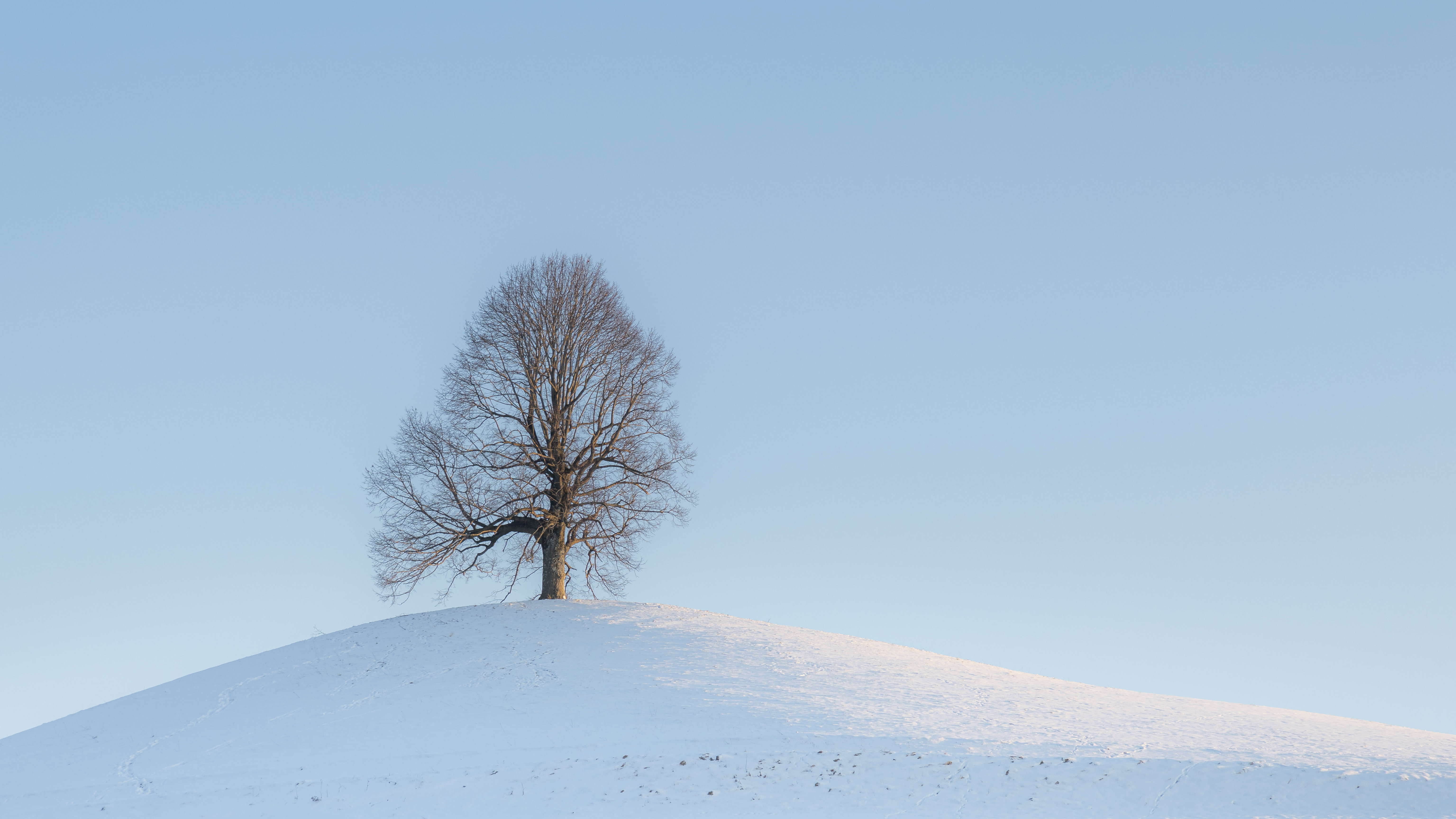 tree, landscape, winter, nature, snow, wood, hill HD wallpaper