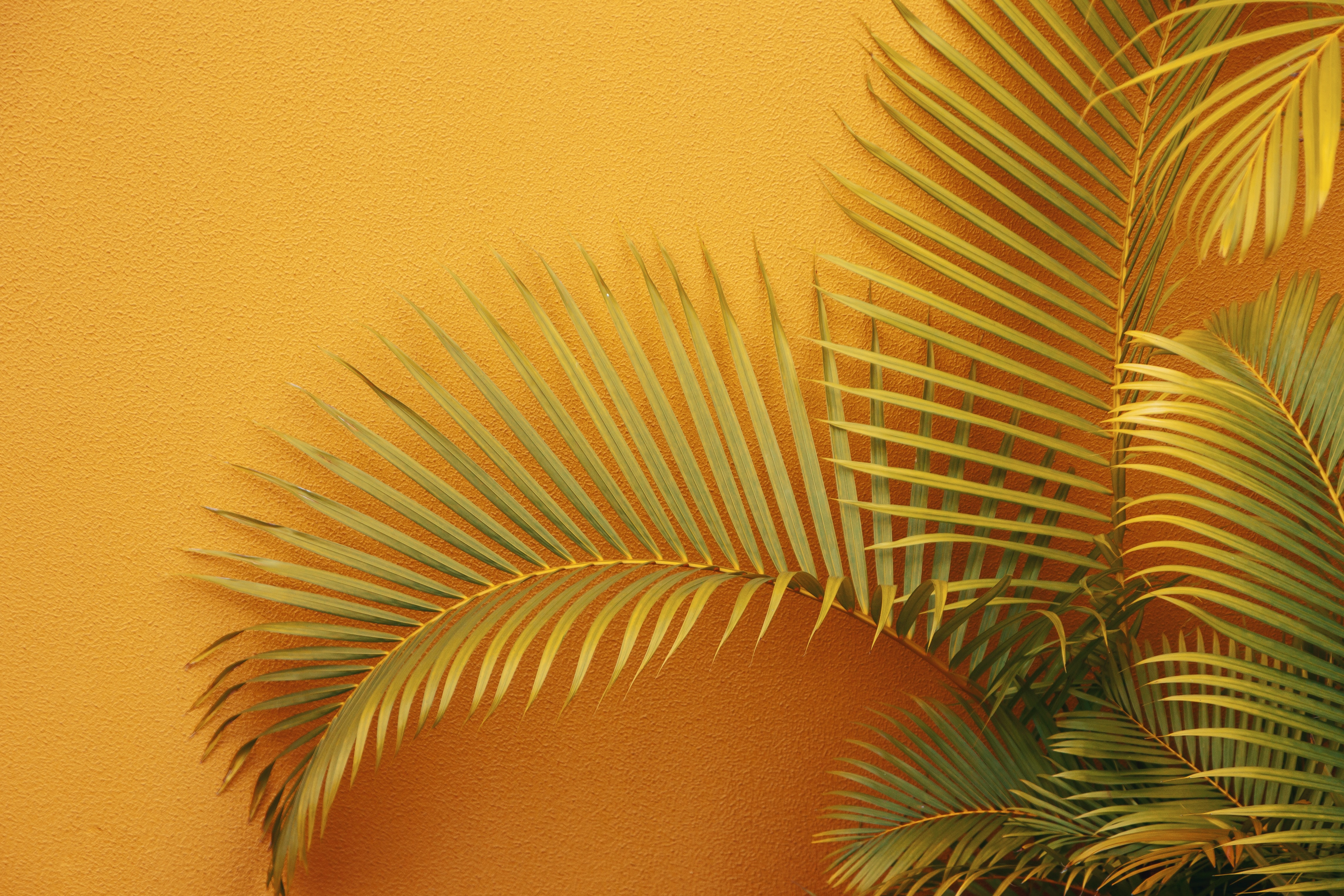 Mobile wallpaper wall, orange, plant, miscellanea, miscellaneous, palm, branches
