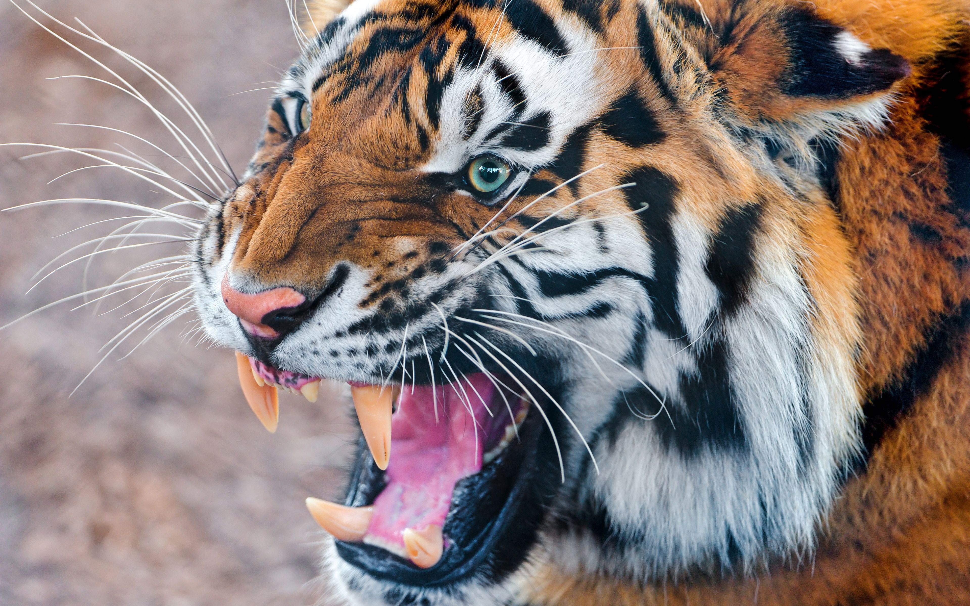 tiger, animals, aggression, grin, muzzle, anger
