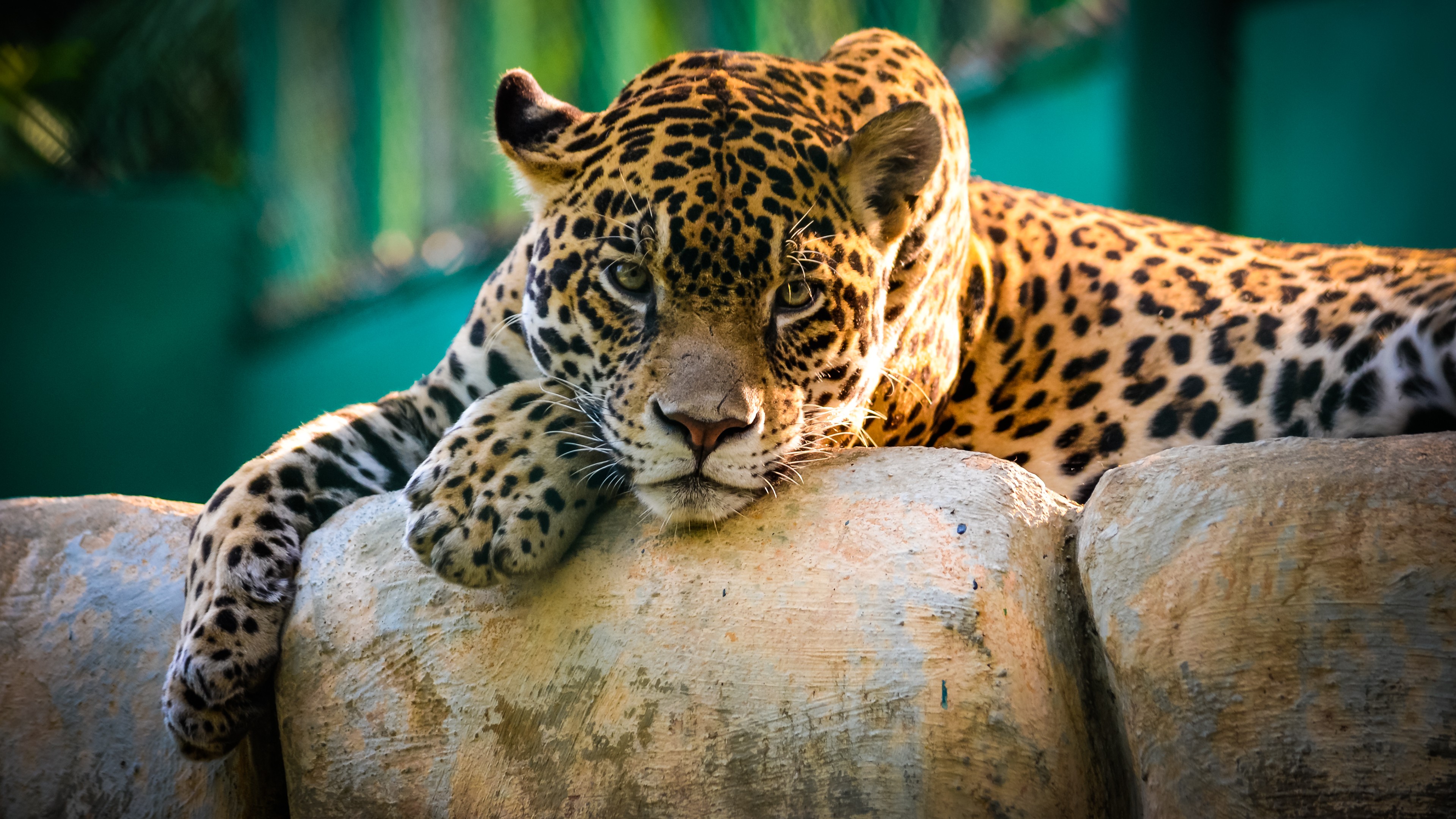 animal, jaguar, cats