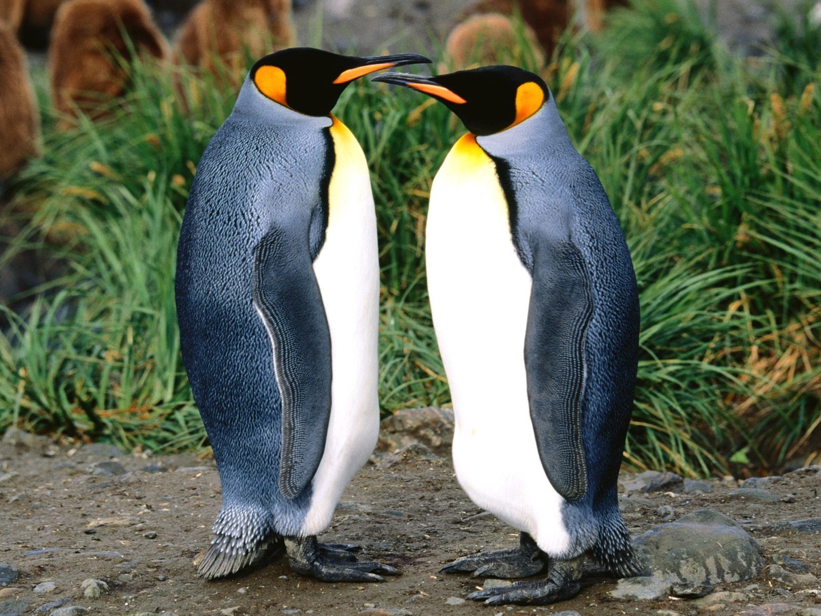 Handy-Wallpaper Tiere, Pinguins kostenlos herunterladen.