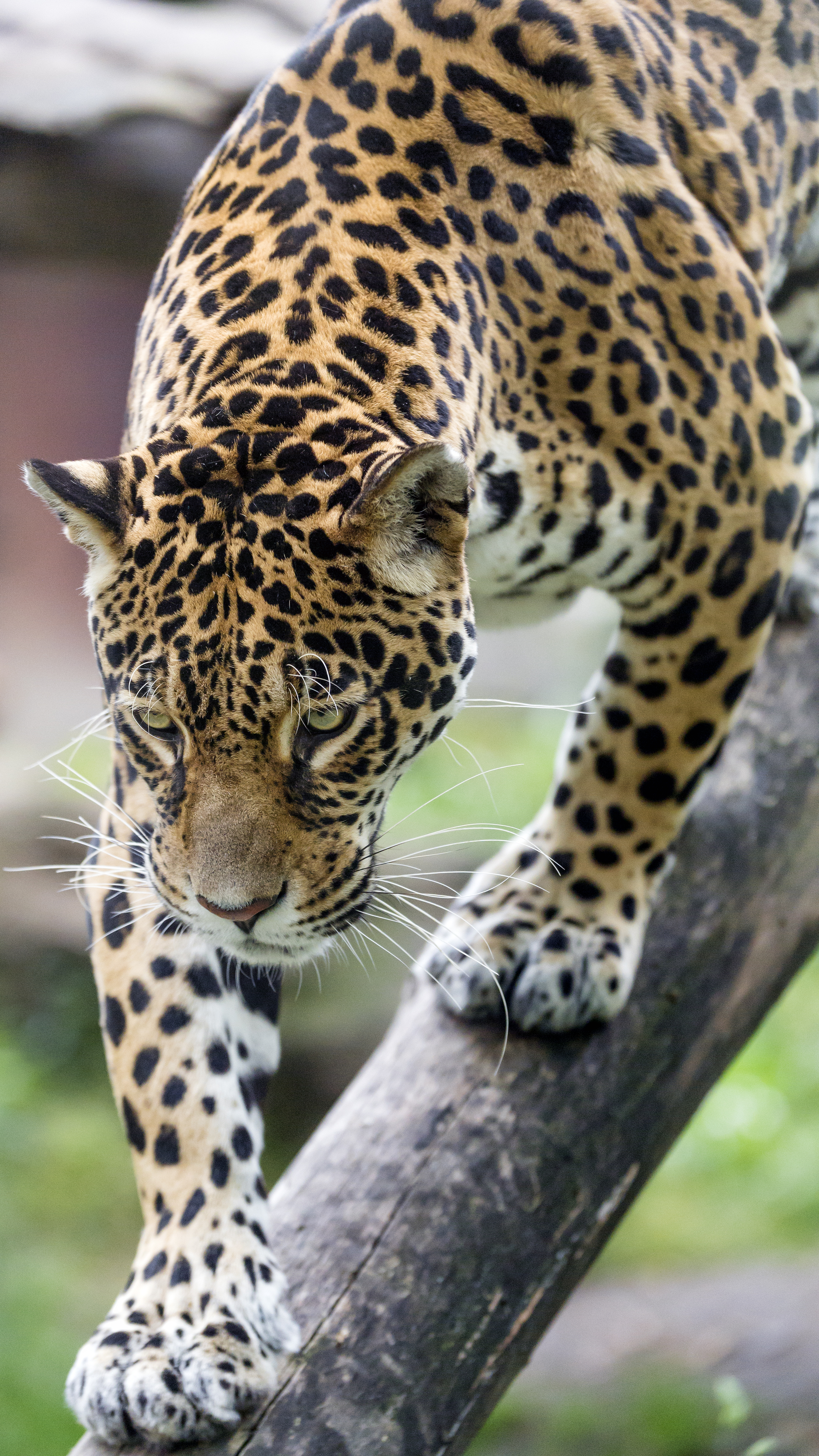 animals, leopard, predator, big cat, wildlife, beast