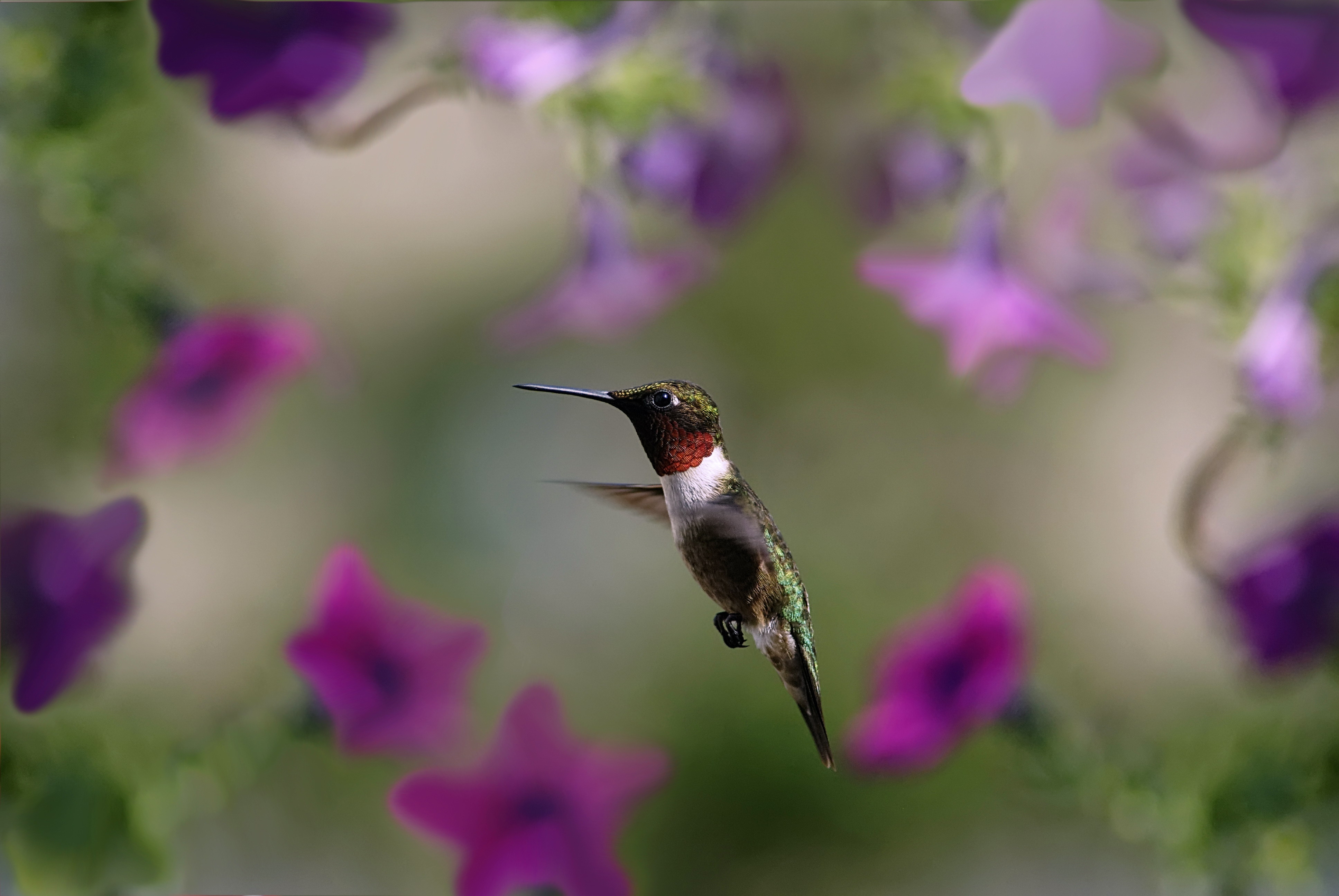 Laden Sie das Tiere, Kolibris, Vogel, Flügel, Welle, Fegen-Bild kostenlos auf Ihren PC-Desktop herunter