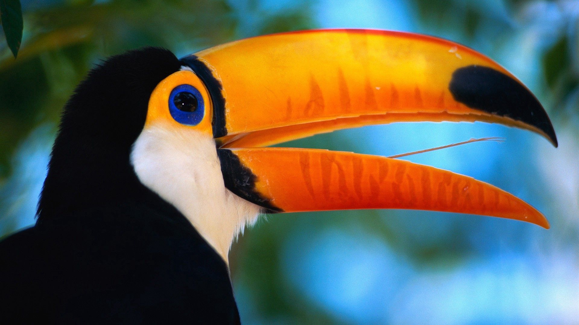 animals, beak, toucan, exotic collection of HD images