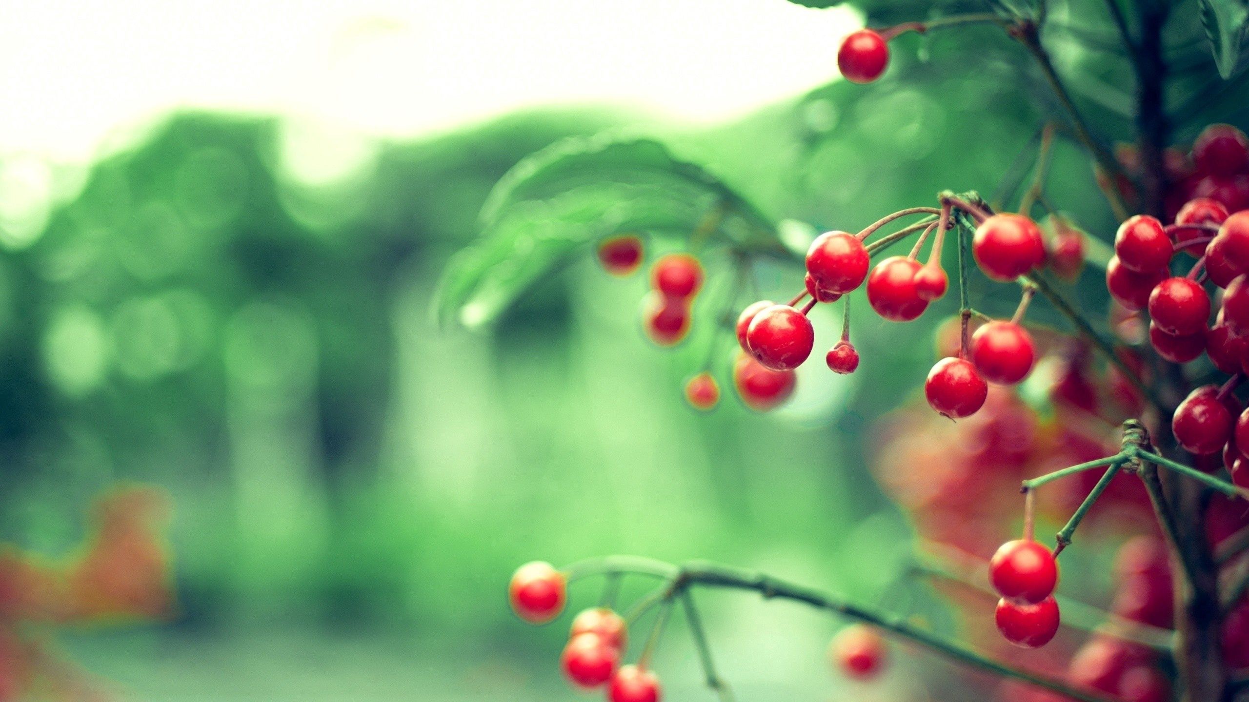 76420 download wallpaper leaves, plant, macro, branch, berry screensavers and pictures for free