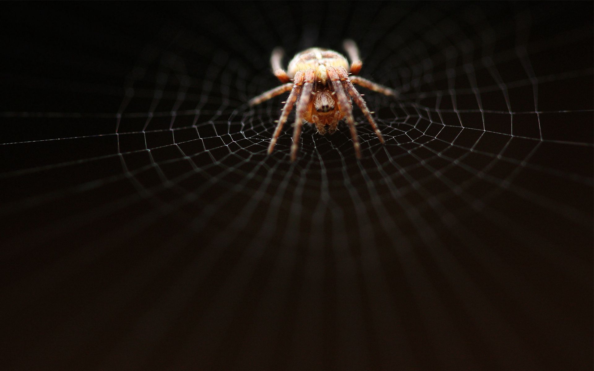 web, spider, macro, grid 4K iPhone