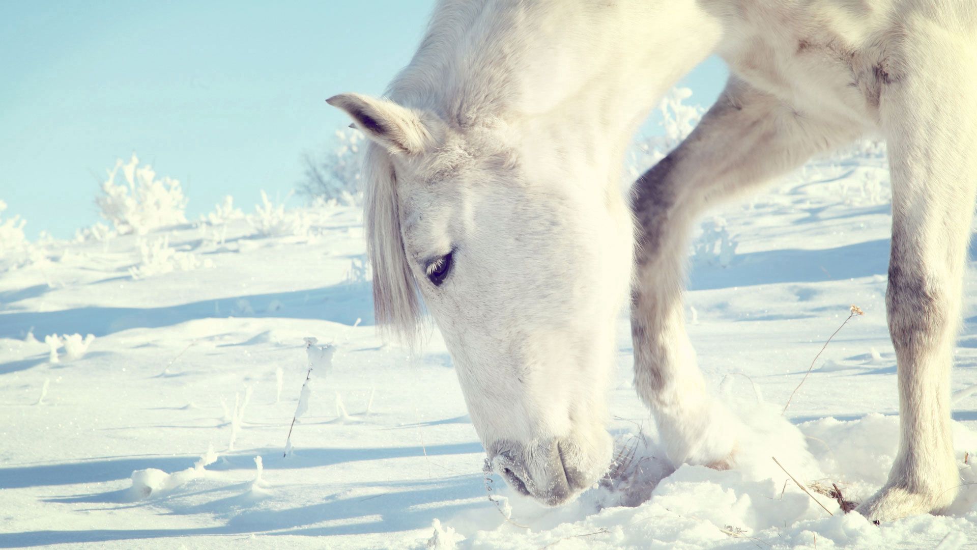 Handy-Wallpaper Tiere, Winter, Schnee, Bush, Kopf, Pferd kostenlos herunterladen.