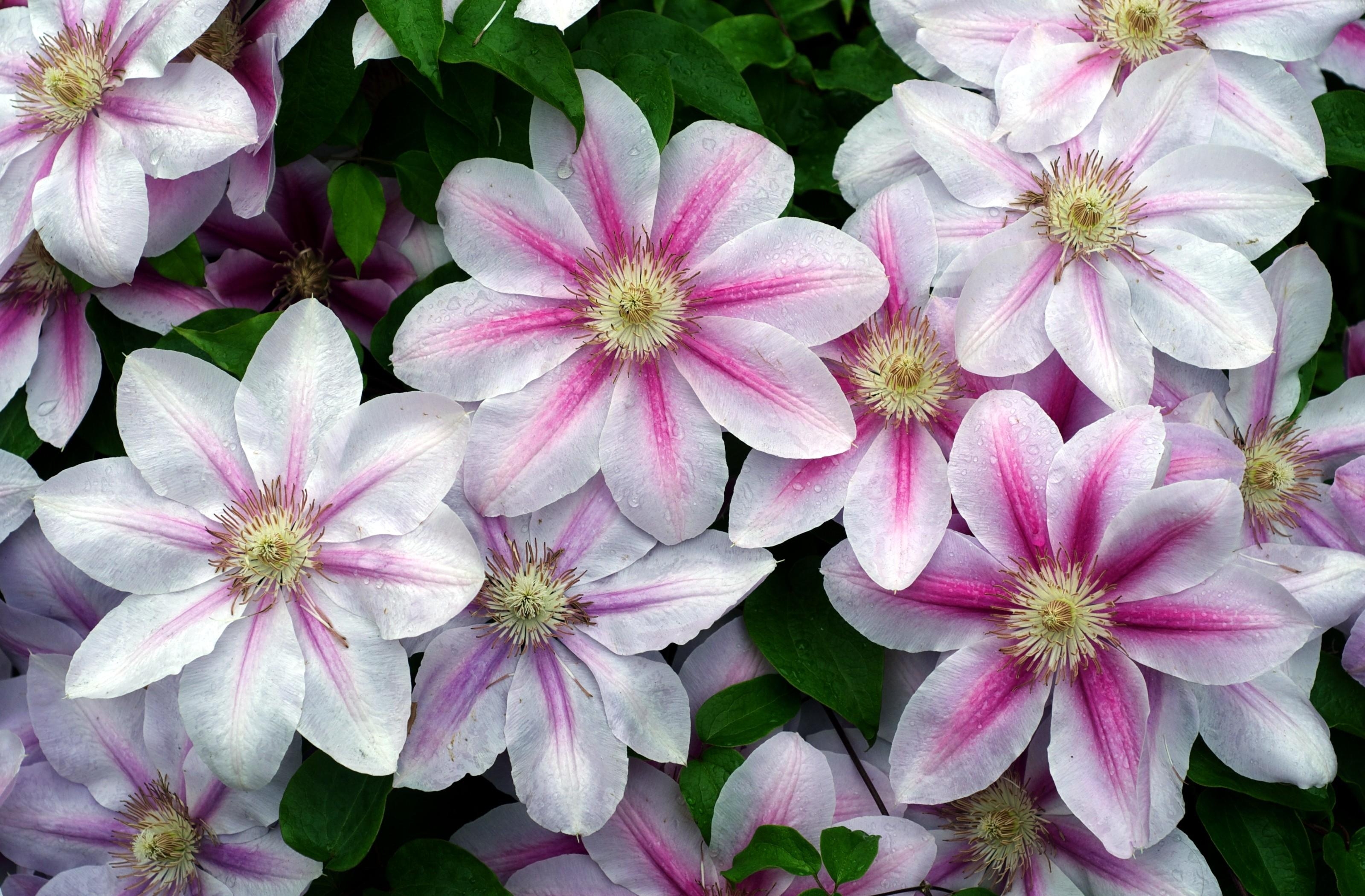 Laden Sie das Blumen, Drops, Grüne, Grünen, Frische, Klematis, Clematis-Bild kostenlos auf Ihren PC-Desktop herunter