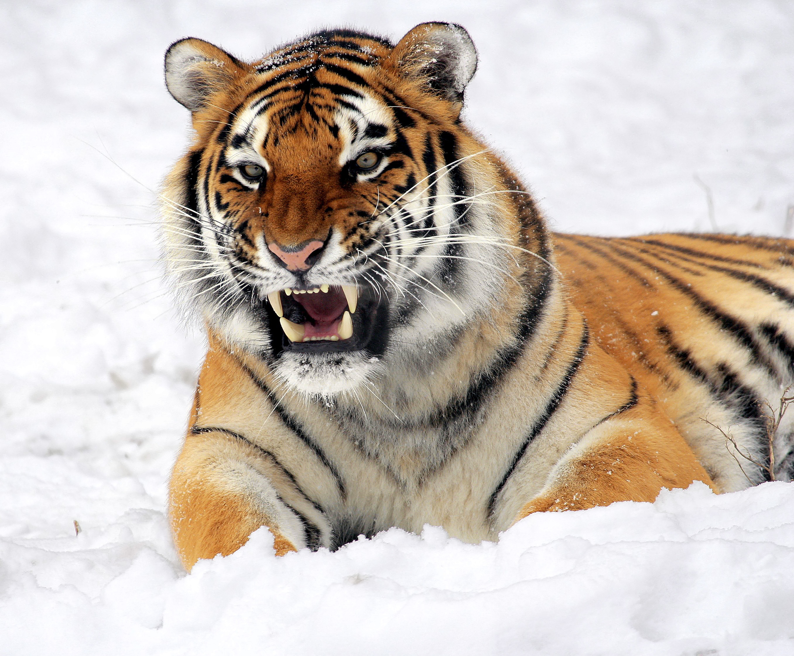 149162 Заставки и Обои Тигр на телефон. Скачать хищник, снег, оскал, животные картинки бесплатно