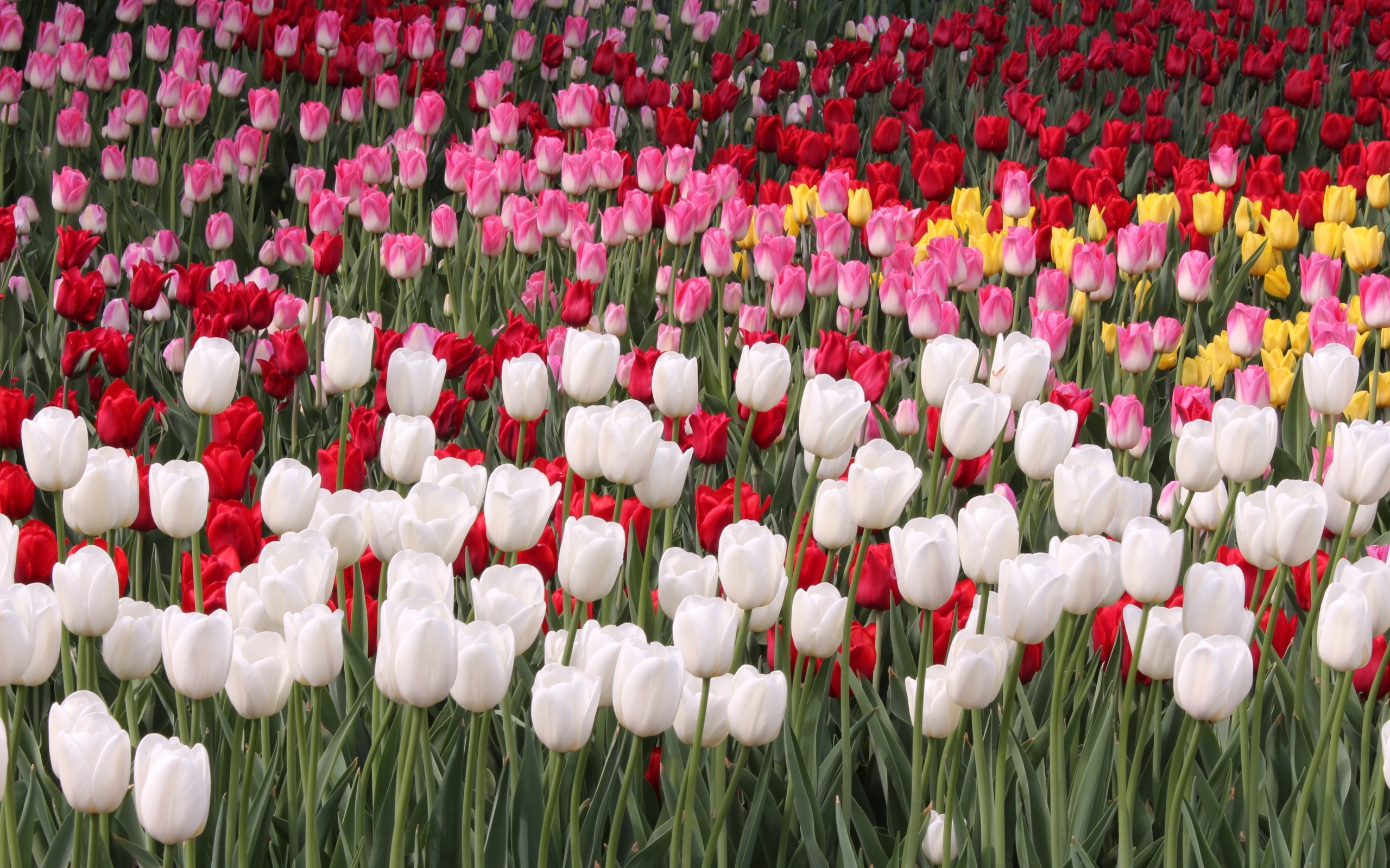 24454 завантажити шпалери тюльпани, рослини, квіти - заставки і картинки безкоштовно