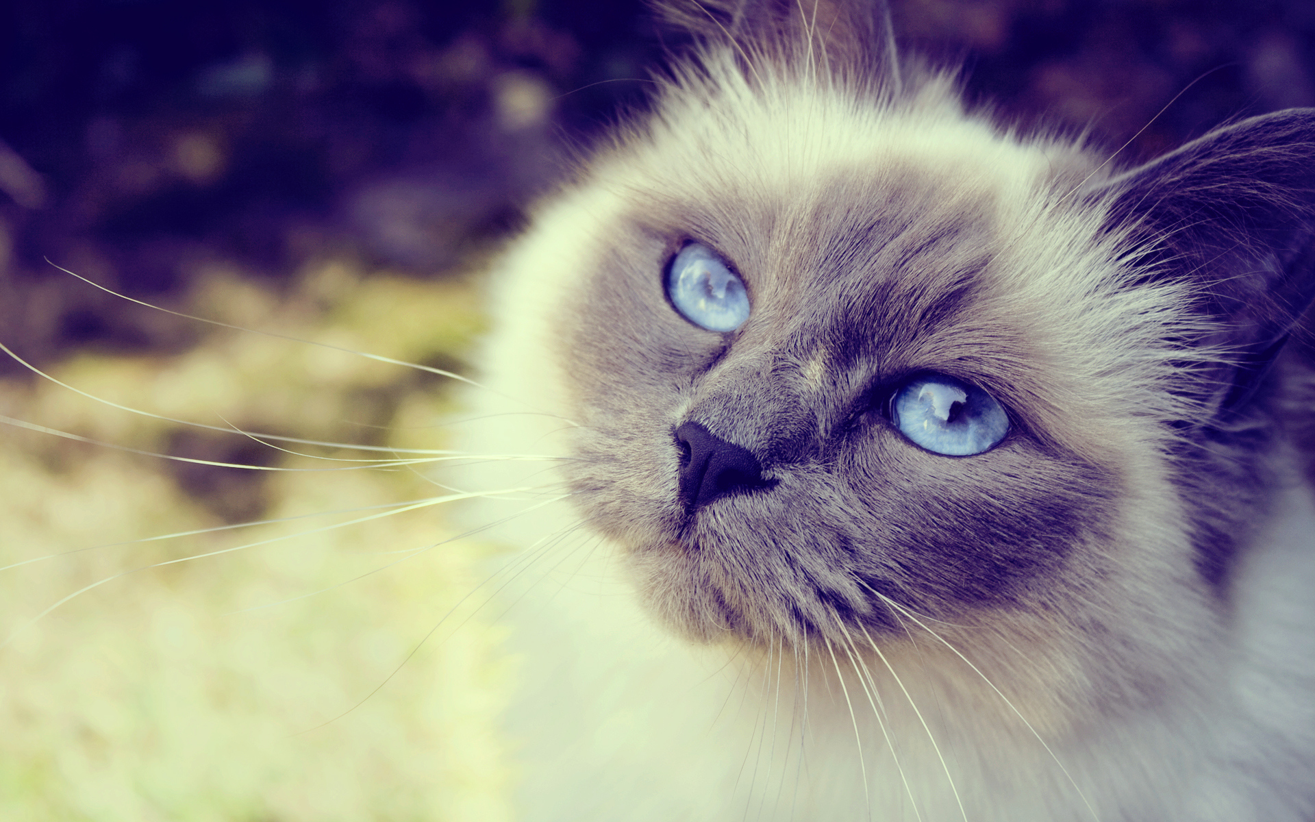 Красивый кот с голубыми глазами