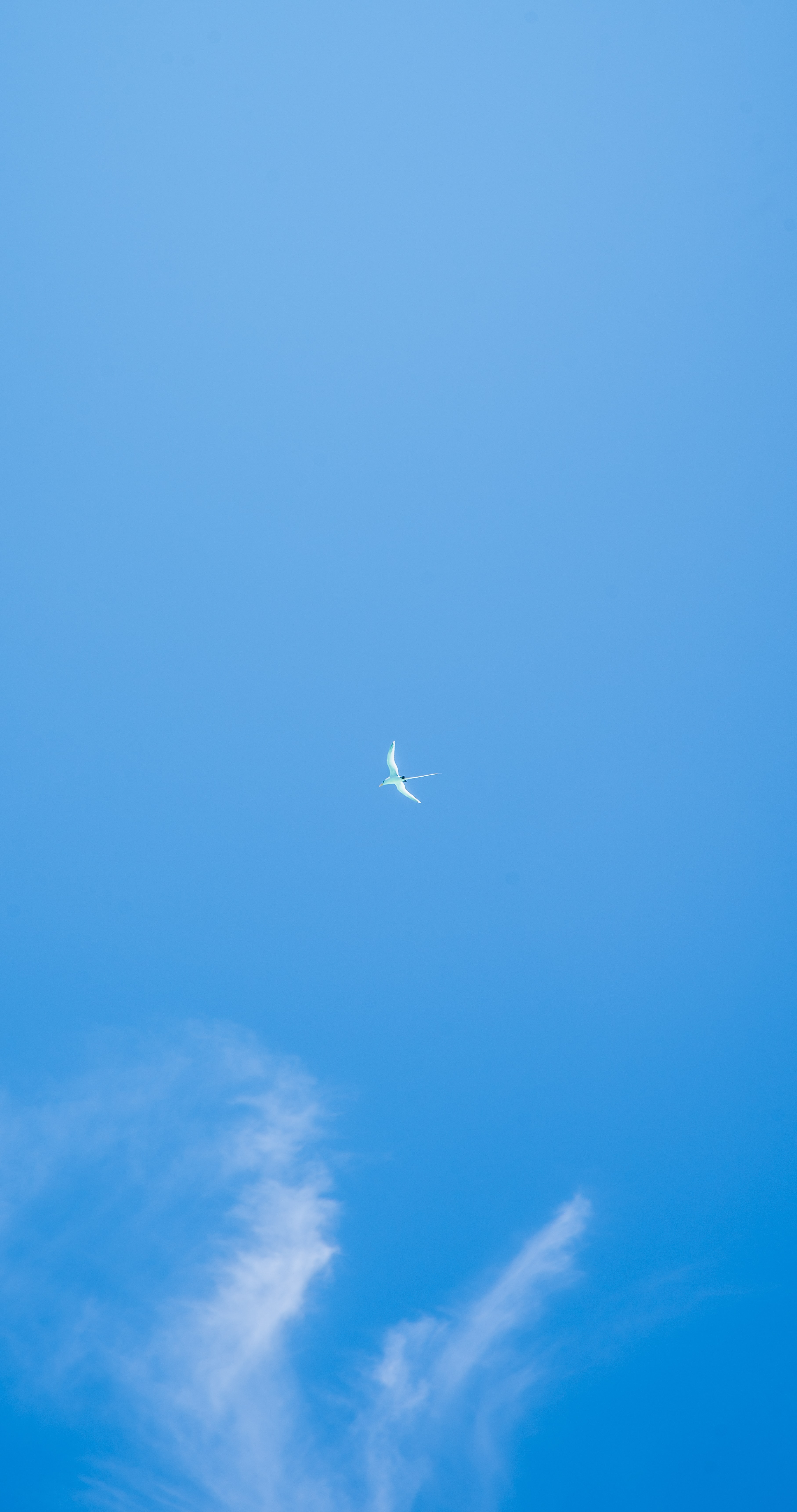 1080p pic minimalism, seagull, sky, flight