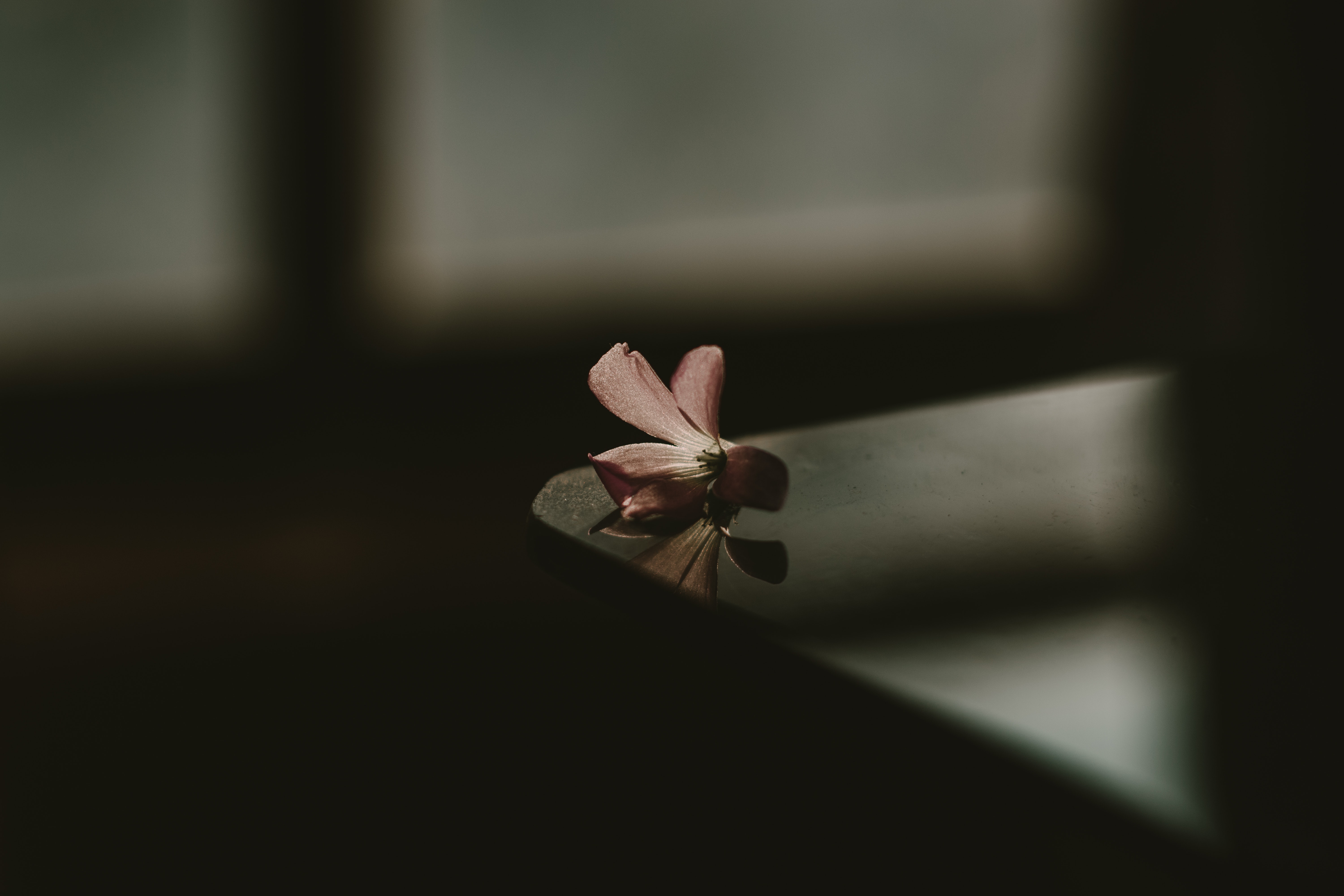 smooth, flower, dark, blur, shadow, table