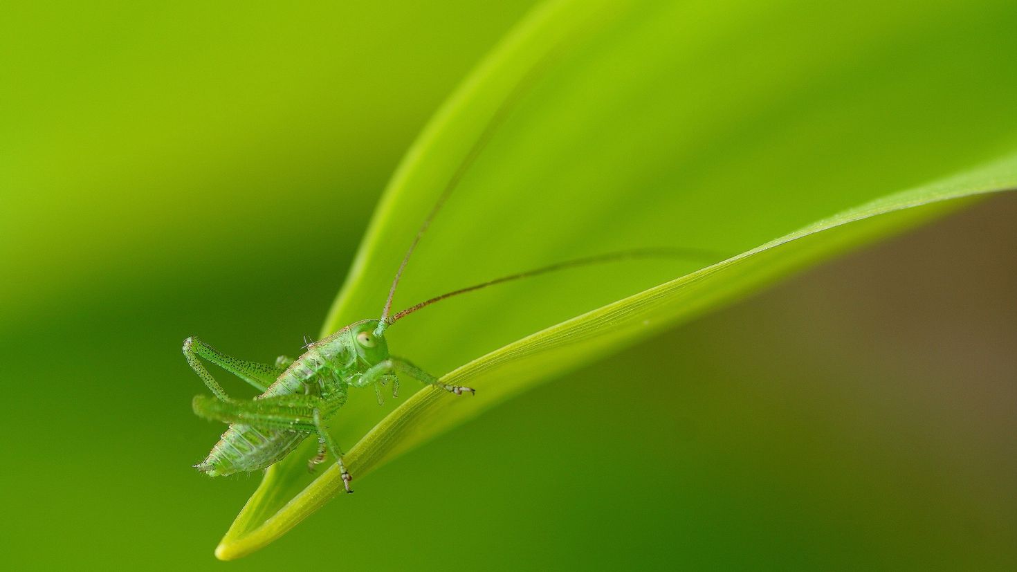 Маленькое зеленое насекомое