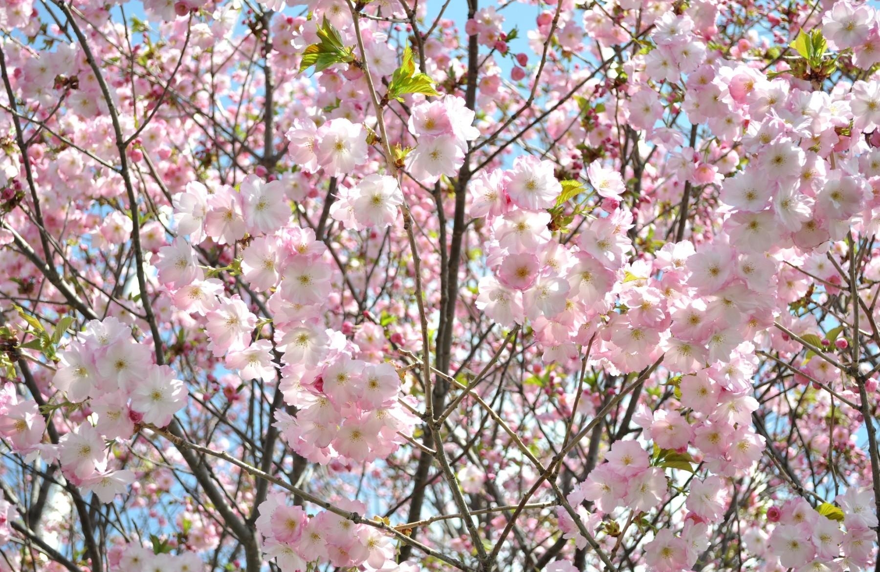 bloom, flowers, sky, sakura, branches, flowering, greens, spring cellphone