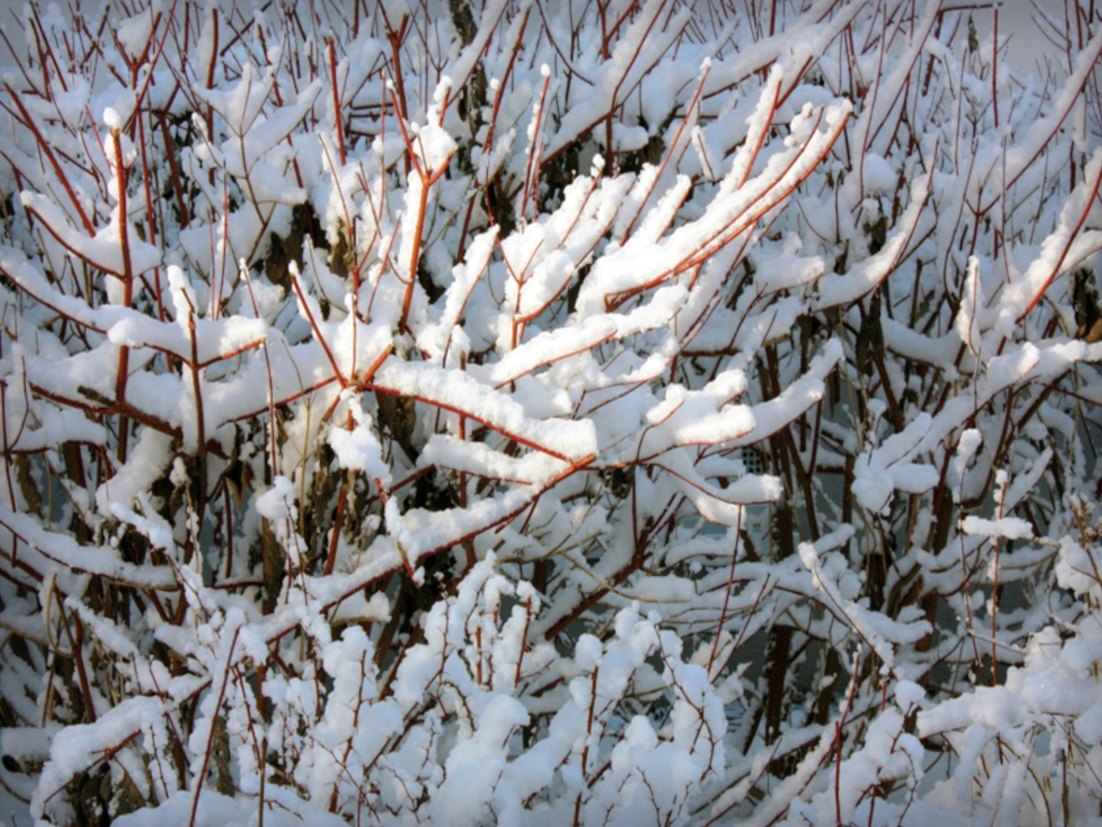 1948 Bild herunterladen winter, bäume, hintergrund, schnee - Hintergrundbilder und Bildschirmschoner kostenlos