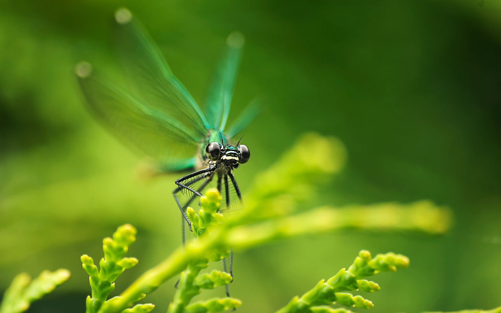 26368 Hintergrundbild herunterladen insekten, libellen, grün - Bildschirmschoner und Bilder kostenlos