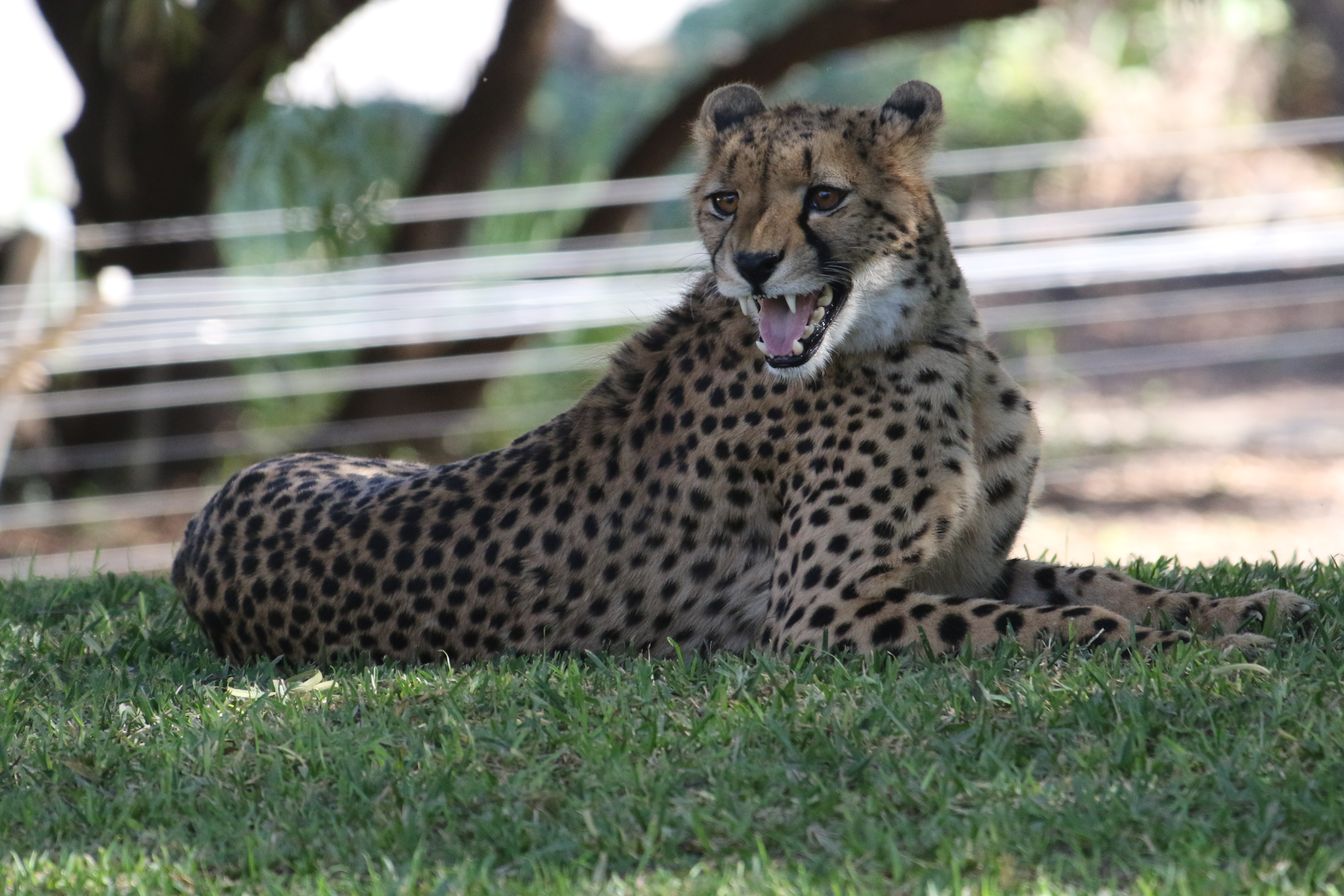 66919 Bild herunterladen tiere, leopard, fallen, raubtier, predator, große katze, big cat, mund - Hintergrundbilder und Bildschirmschoner kostenlos