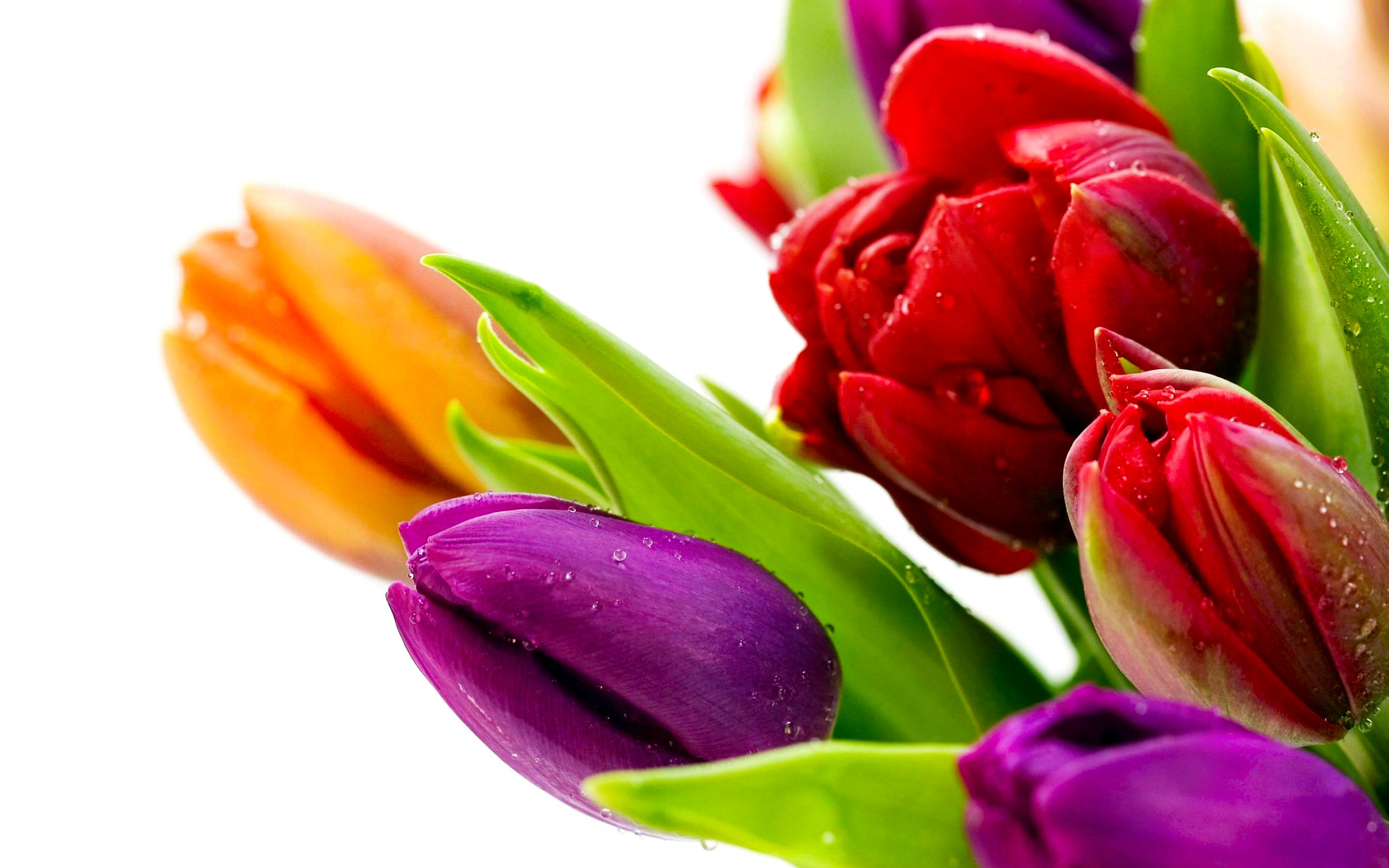 earth, tulip, colorful, flower, flowers HD wallpaper