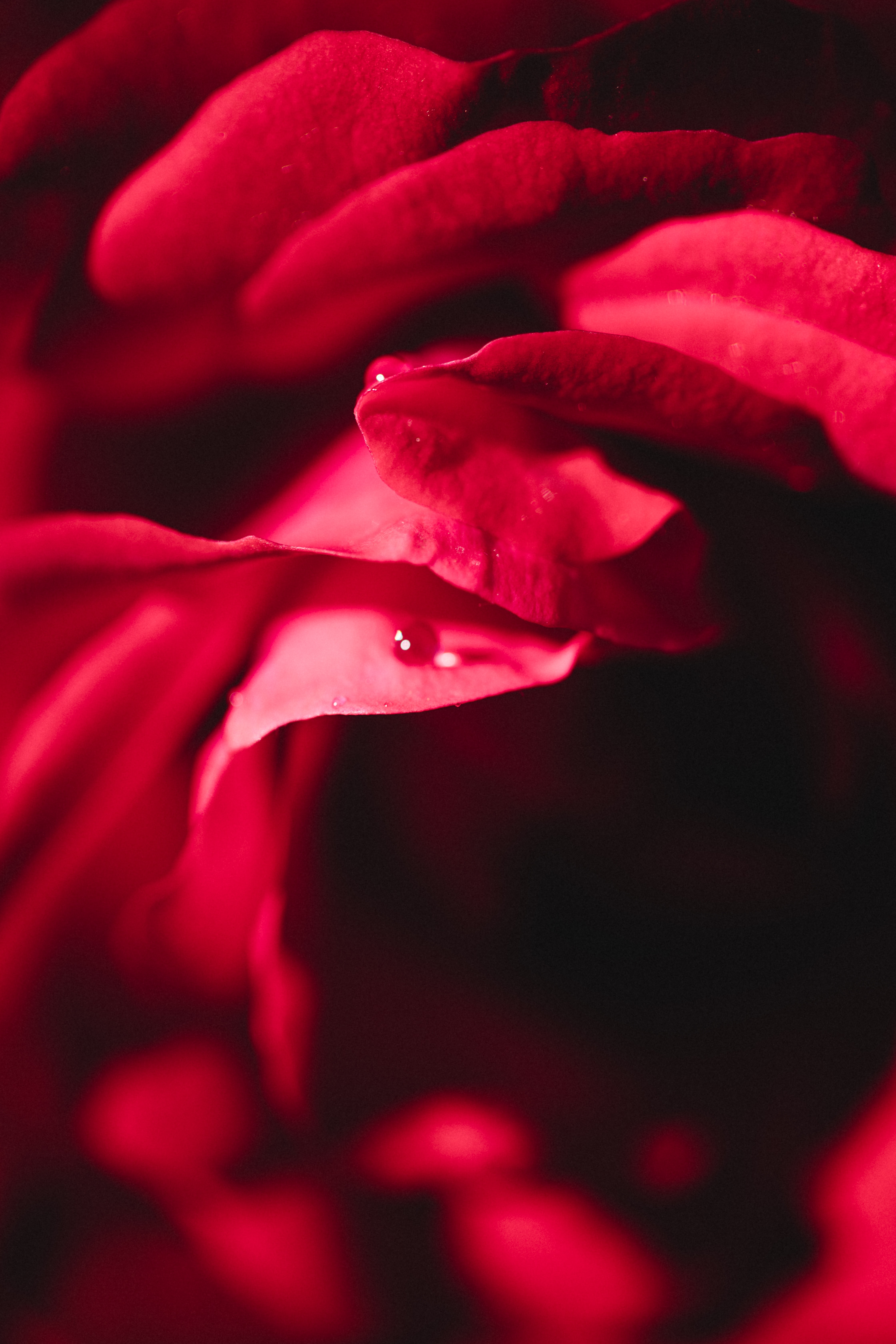 HD desktop wallpaper: Rose, Macro, Petals, Water, Drops, Rose Flower  download free picture #146356