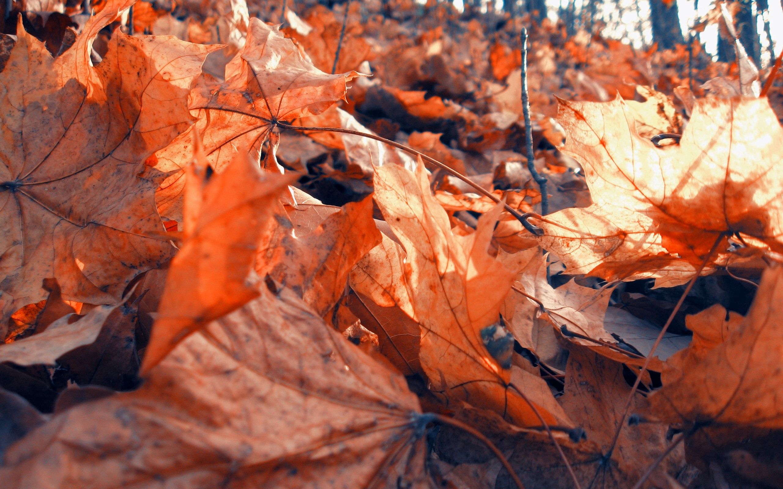 Mobile Wallpaper Maple autumn, foliage, dry, macro