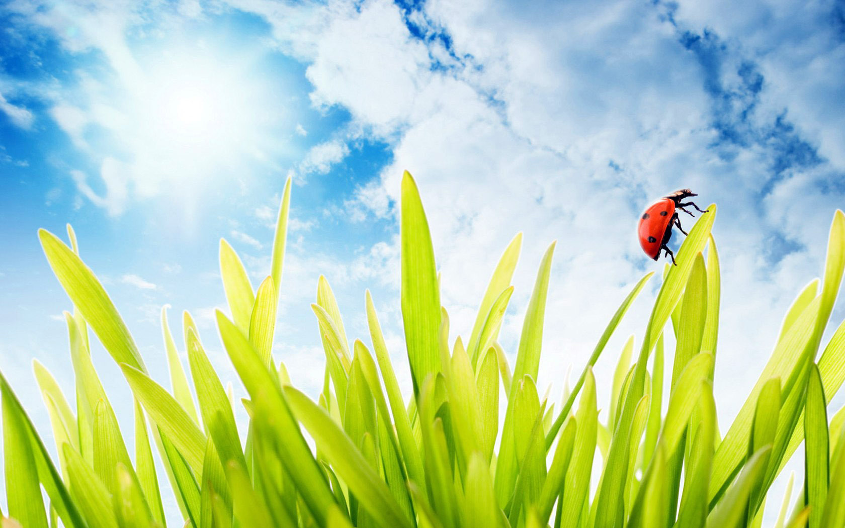 Laden Sie das Pflanzen, Grass, Insekten, Sky, Marienkäfer-Bild kostenlos auf Ihren PC-Desktop herunter