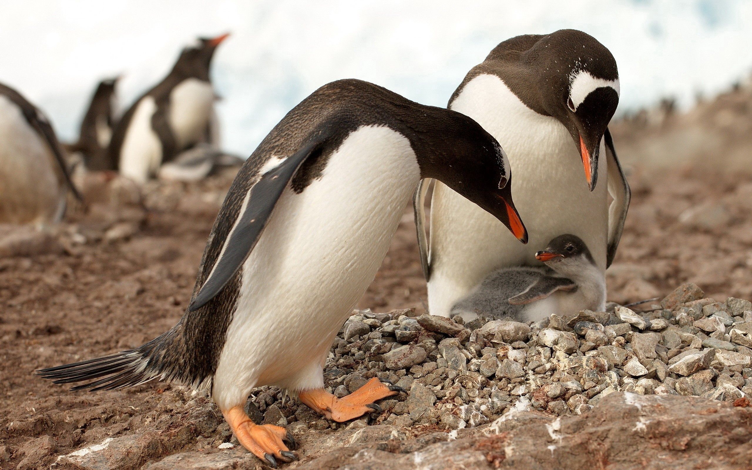 88790 Bildschirmschoner und Hintergrundbilder Pinguin auf Ihrem Telefon. Laden Sie tiere, farbe, oberfläche, pinguin Bilder kostenlos herunter