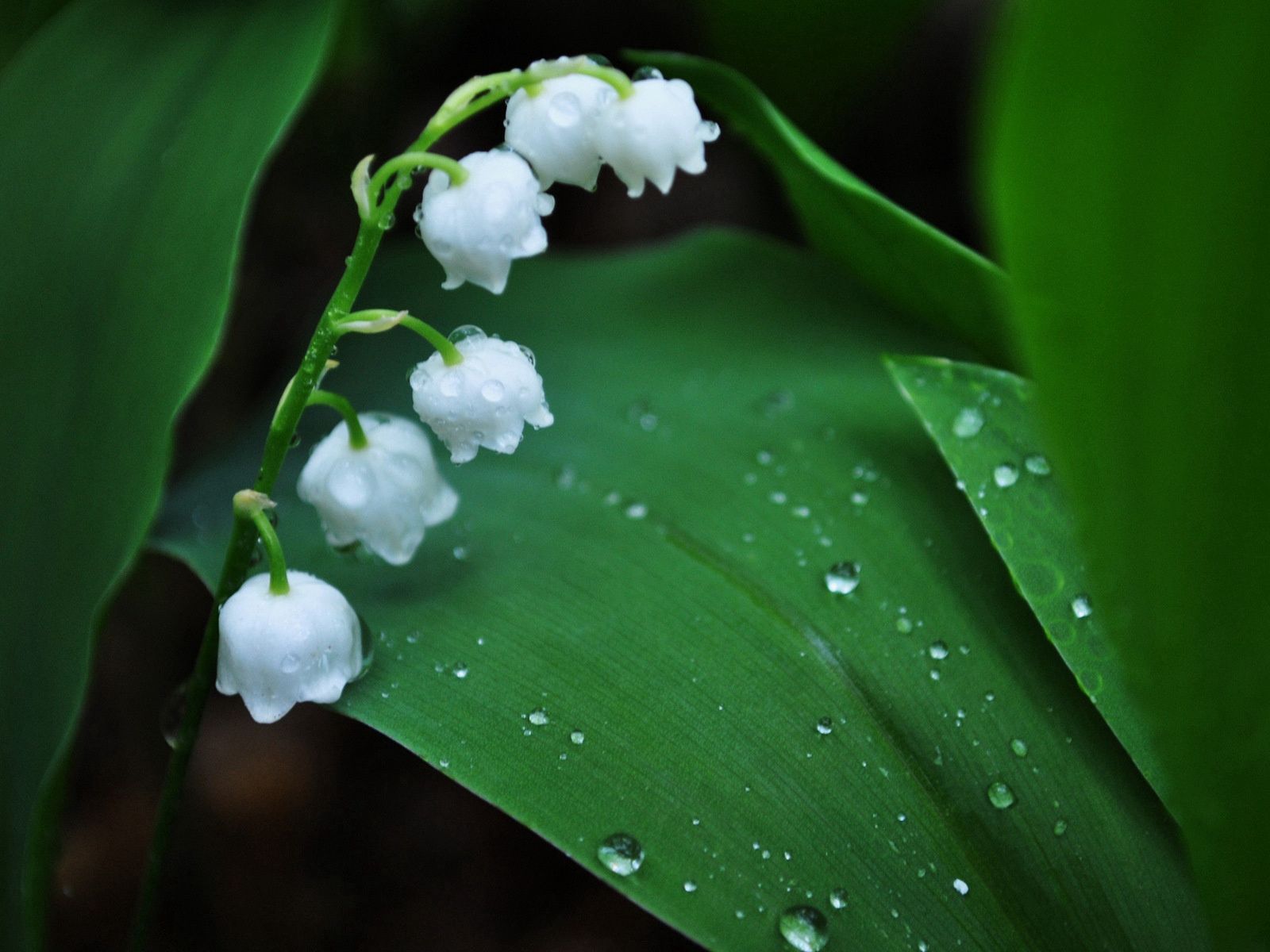 83169 download wallpaper flowers, leaves, drops, lily of the valley, flower, morning, dew, bell screensavers and pictures for free