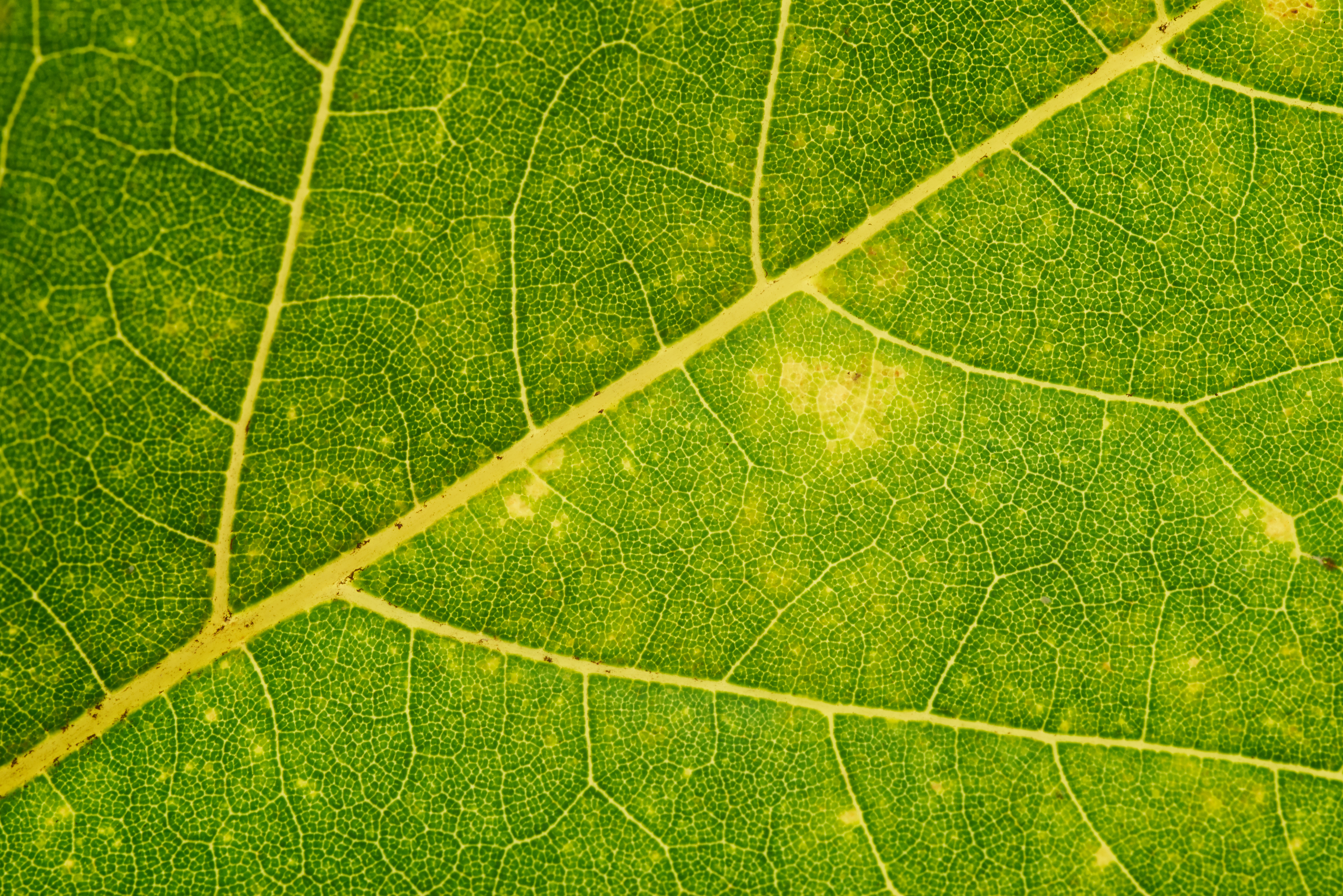 leaf, sheet, plant, green Cell Phone Image