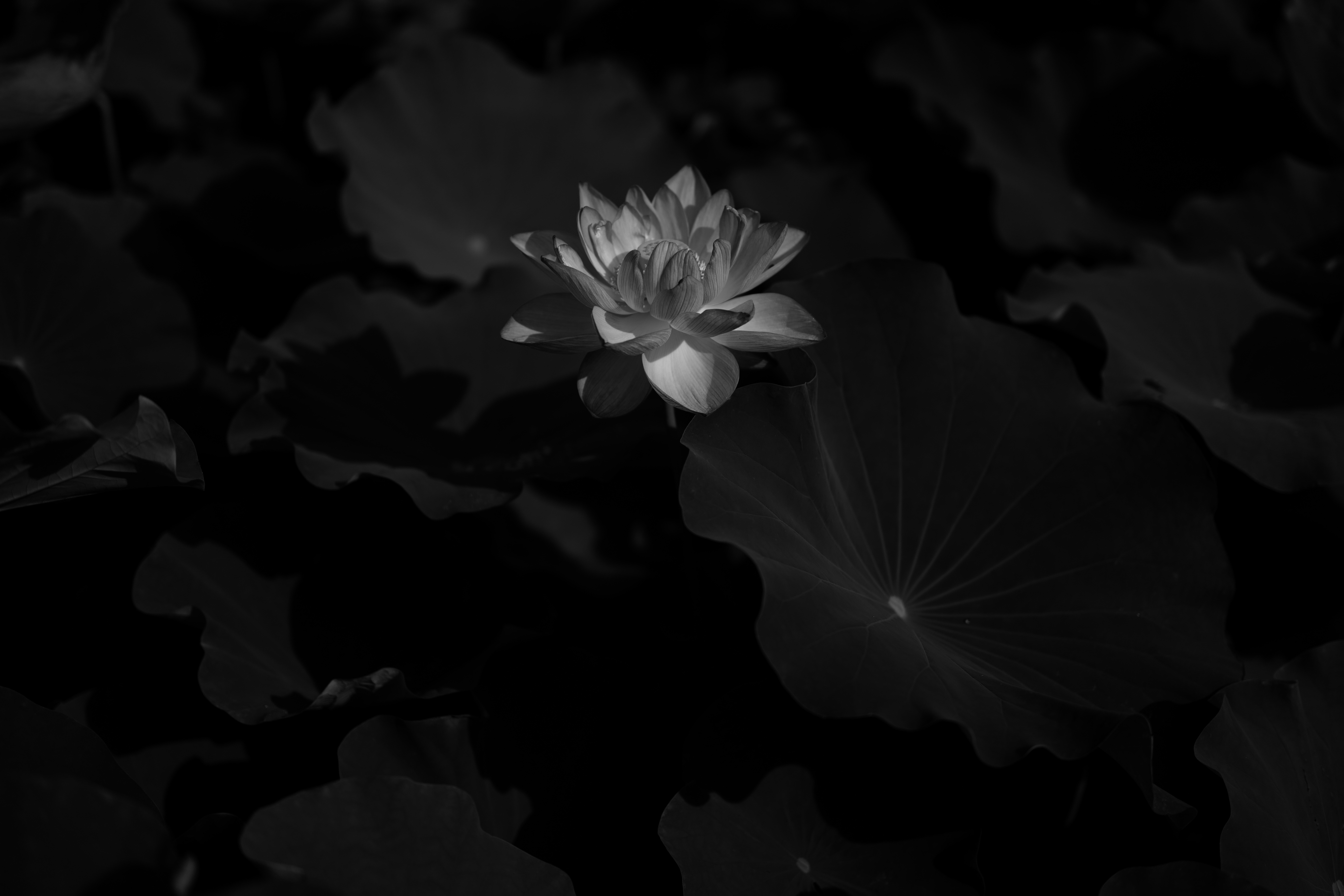 72081 Bildschirmschoner und Hintergrundbilder Lotus auf Ihrem Telefon. Laden Sie blumen, blätter, lotus, blume, blühen, blühenden, bw, chb Bilder kostenlos herunter