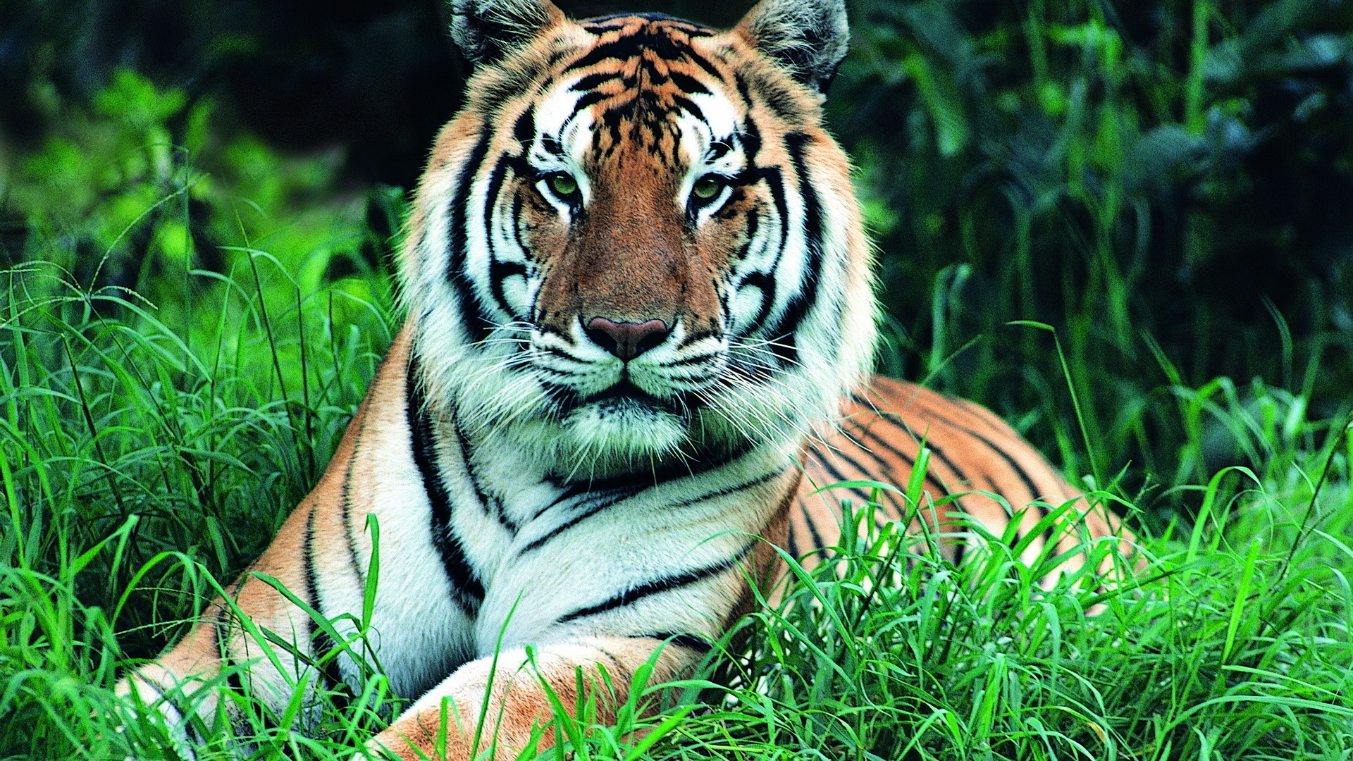 36270 Salvapantallas y fondos de pantalla Tigres en tu teléfono. Descarga imágenes de animales gratis