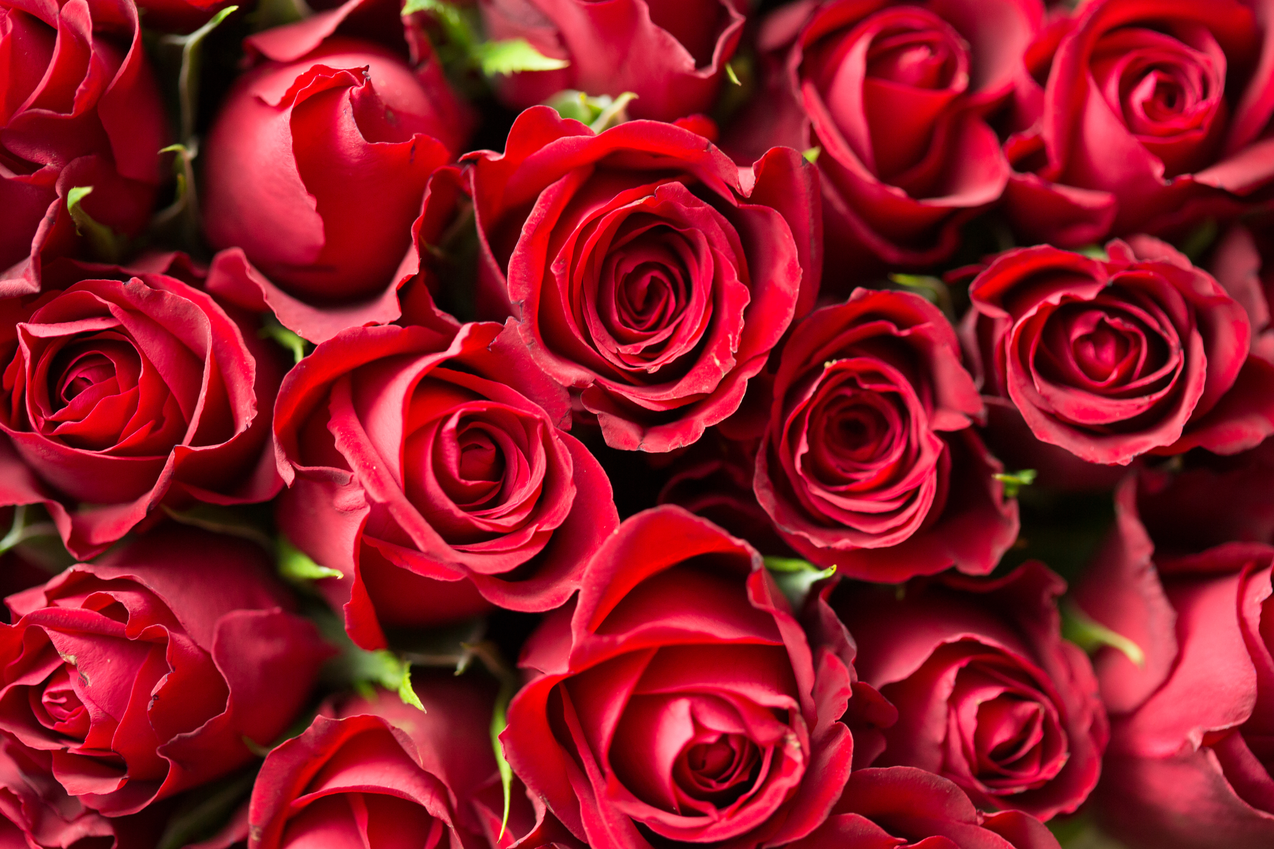 99836 Hintergrundbilder und Bouquet Bilder auf dem Desktop. Laden Sie strauß, roses, rot, blumen Bildschirmschoner kostenlos auf den PC herunter