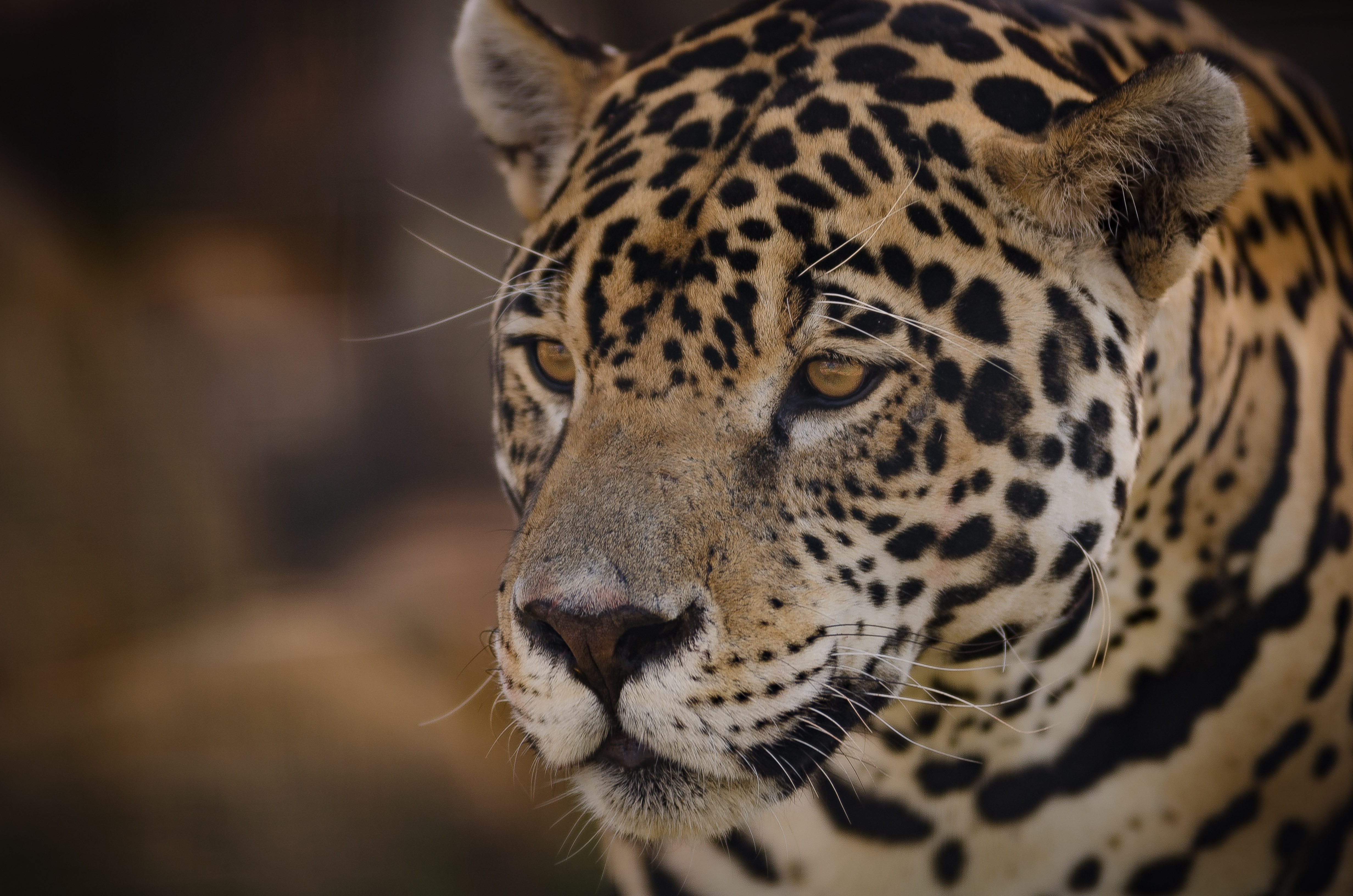 136750 économiseurs d'écran et fonds d'écran Jaguar sur votre téléphone. Téléchargez prédateur, museau, muselière, animaux images gratuitement