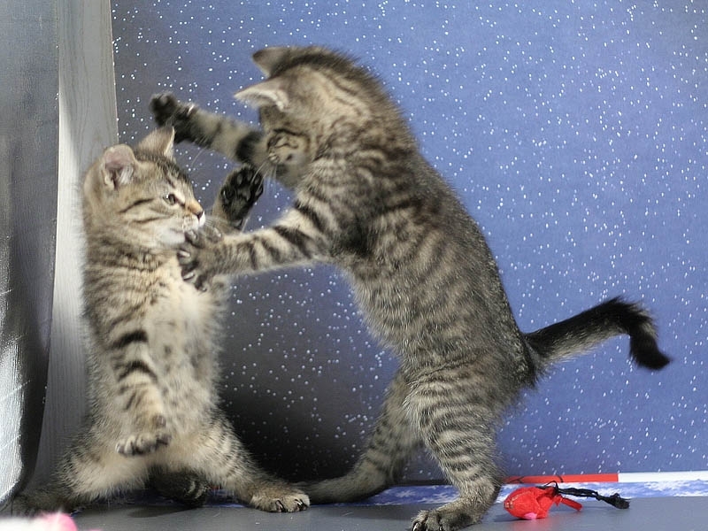 Handy-Wallpaper Katzen, Tiere kostenlos herunterladen.
