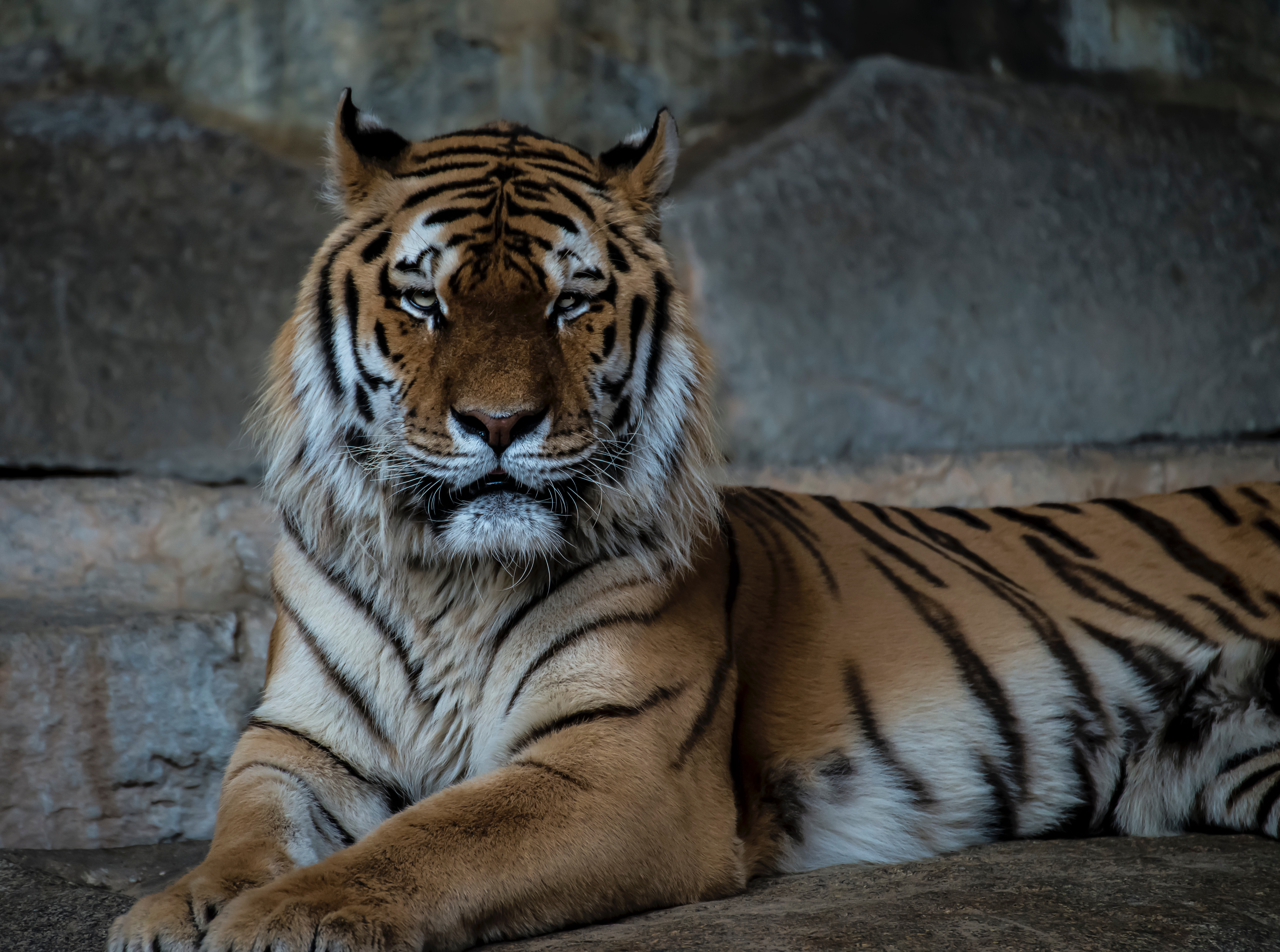 tiger, animals, muzzle, predator, big cat High Definition image
