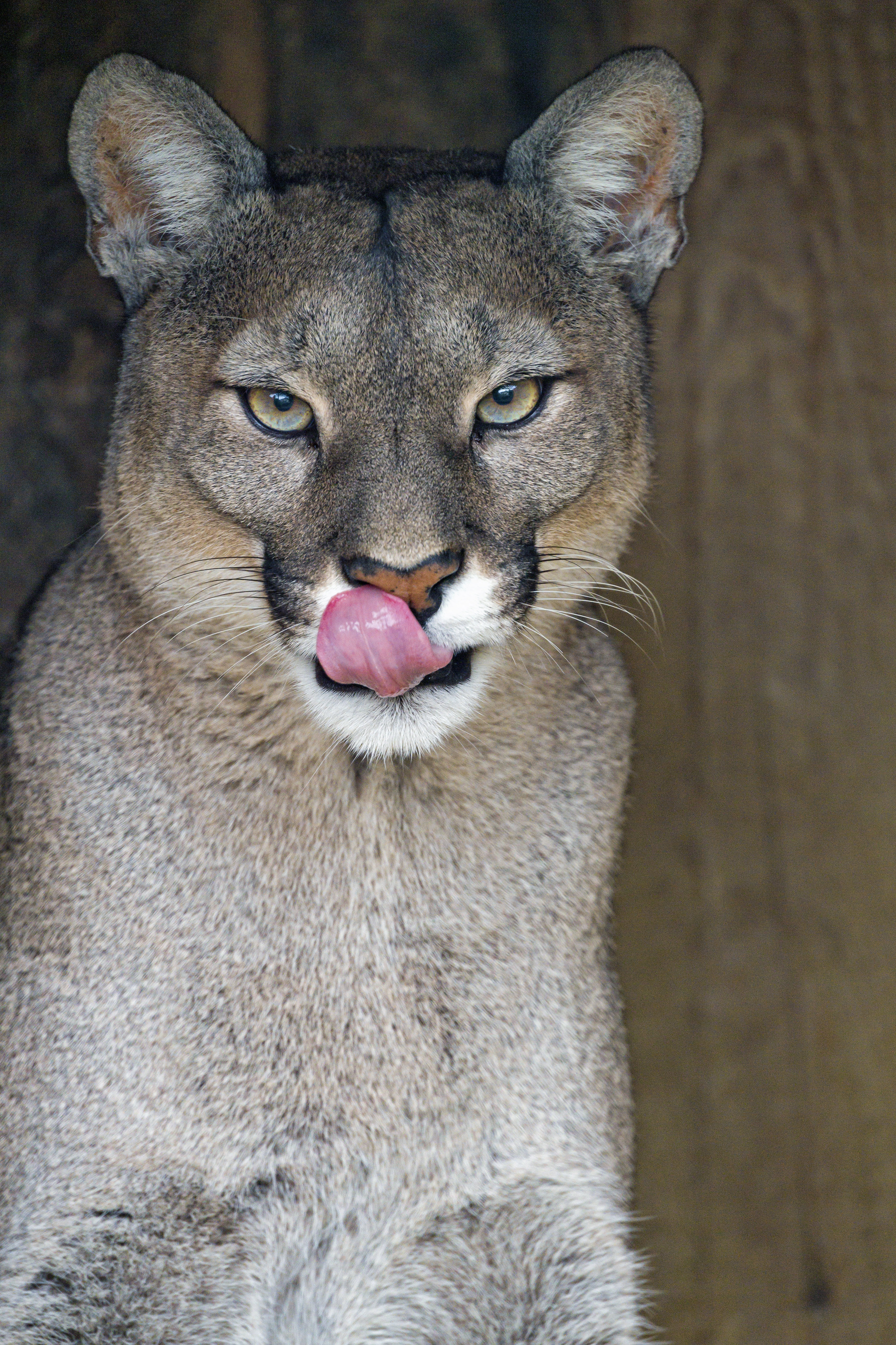 139576 Screensavers and Wallpapers Lioness for phone. Download animals, big cat, lioness, protruding tongue, tongue stuck out pictures for free