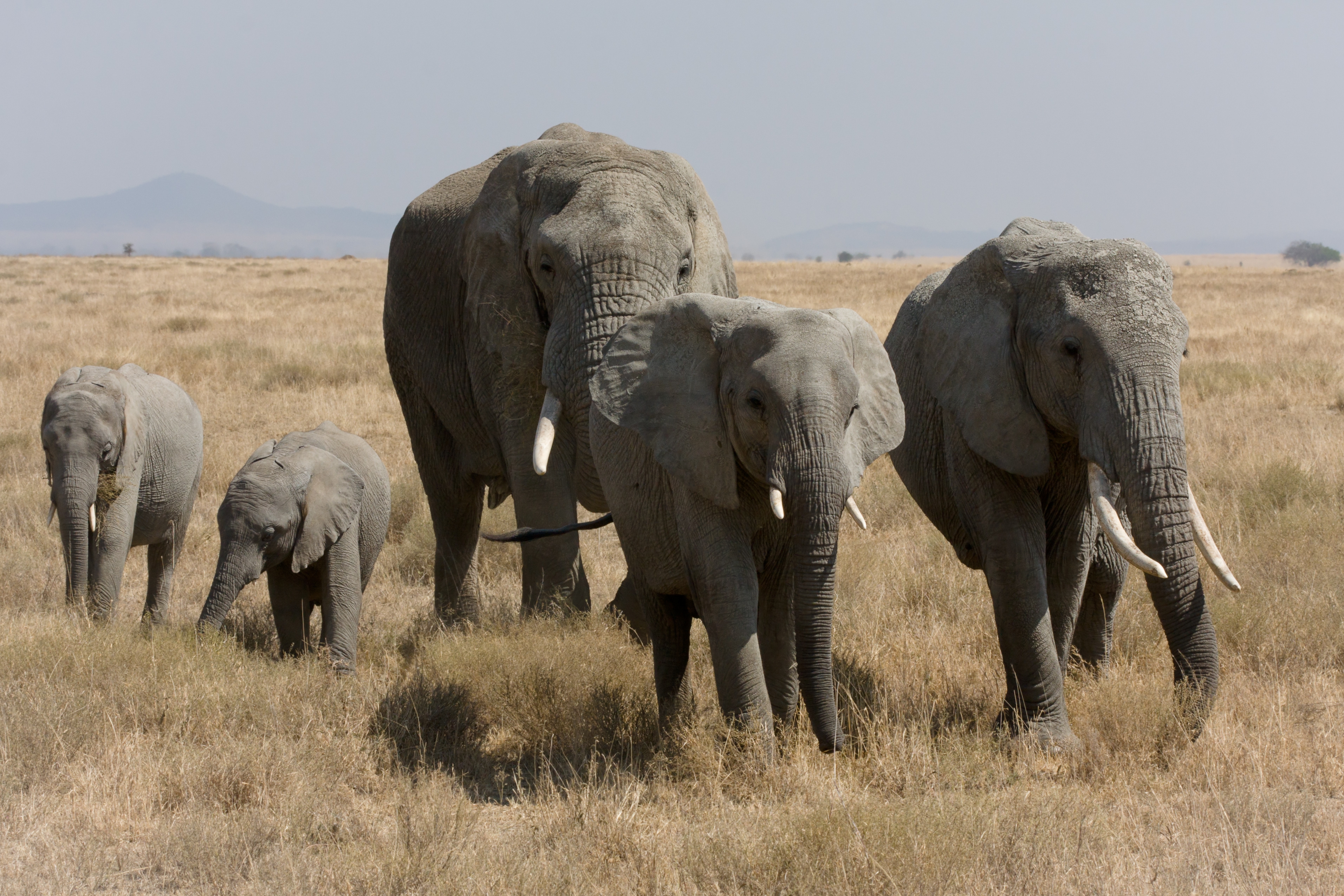 144844 Bildschirmschoner und Hintergrundbilder Elephants auf Ihrem Telefon. Laden Sie tiere, grass, spaziergang, bummel Bilder kostenlos herunter