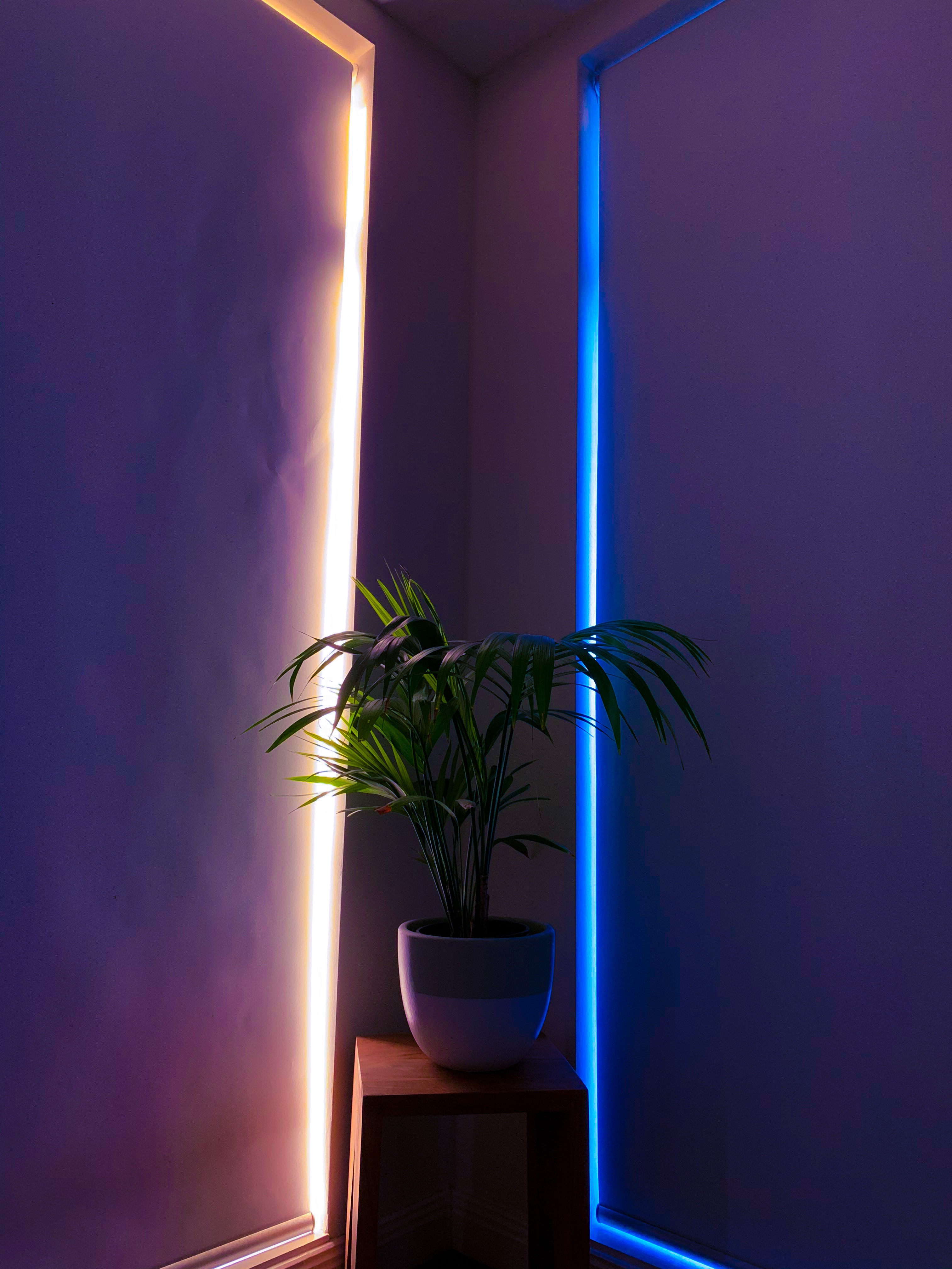 backlight, neon, plant, miscellanea, miscellaneous, illumination, pot, decorative phone wallpaper