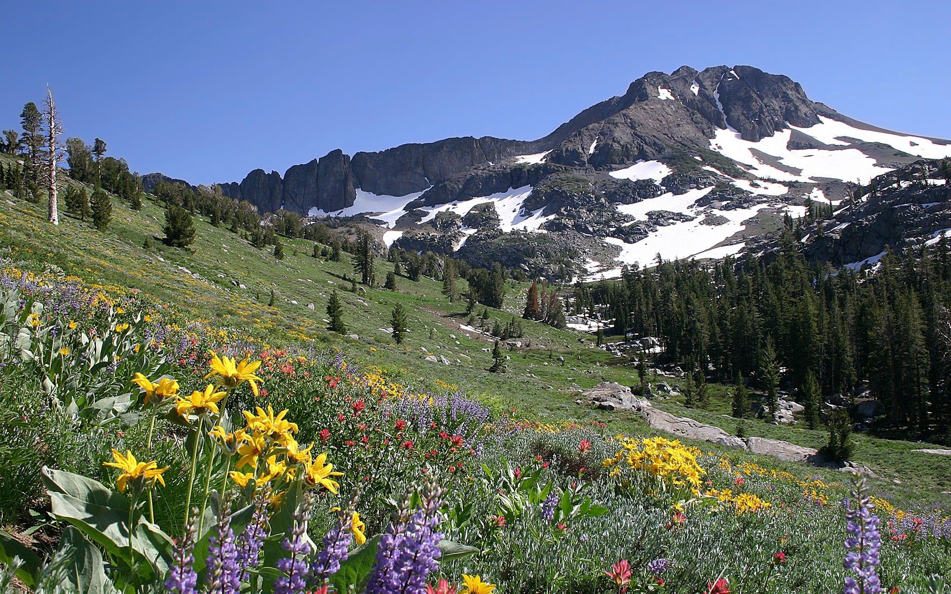 Laden Sie das Natur, Blumen, Mountains, Schnee, Scheitel, Nach Oben, Steigung, Wiese-Bild kostenlos auf Ihren PC-Desktop herunter