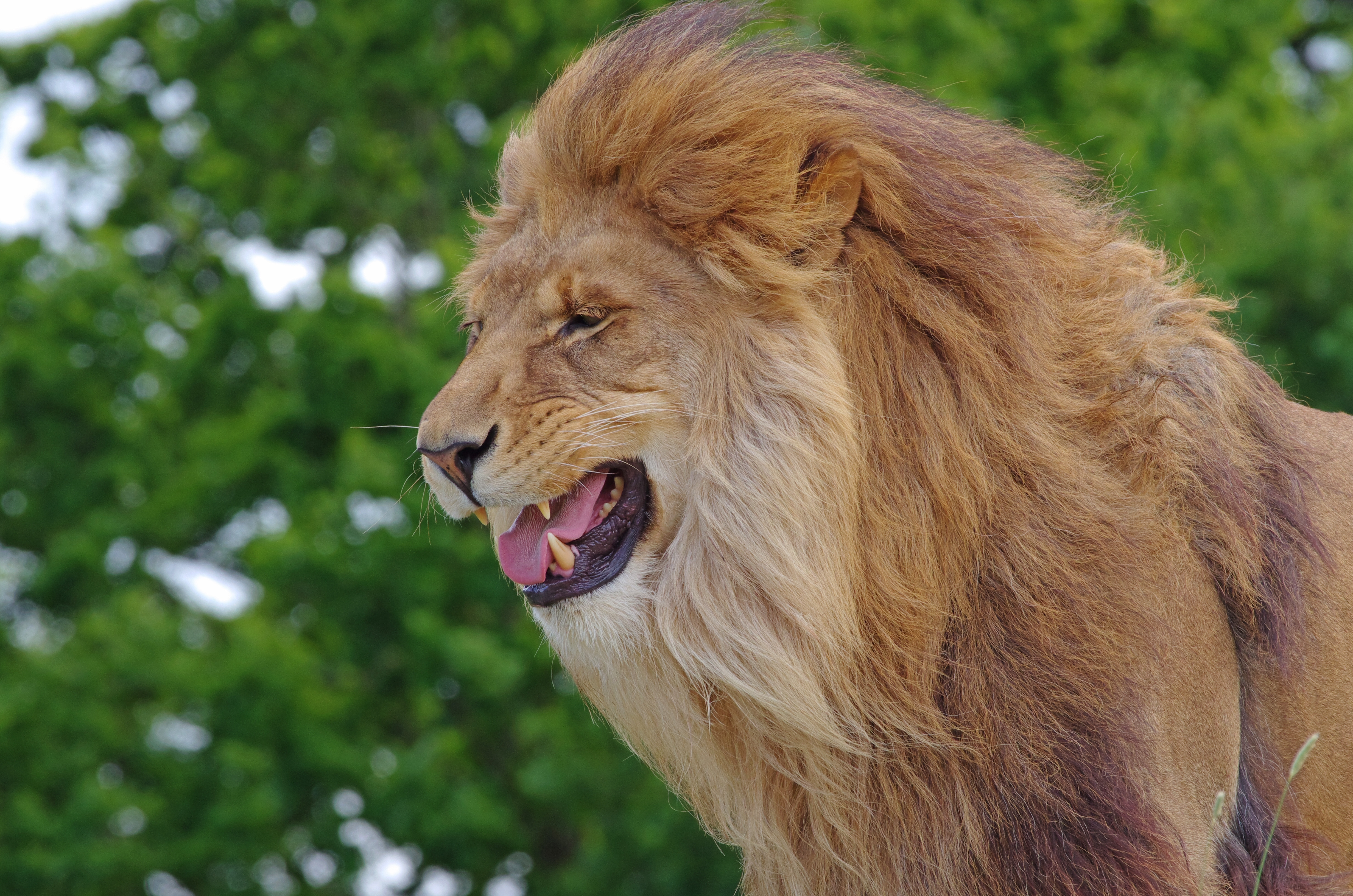 QHD wallpaper king of beasts, animals, king of the beasts, lion