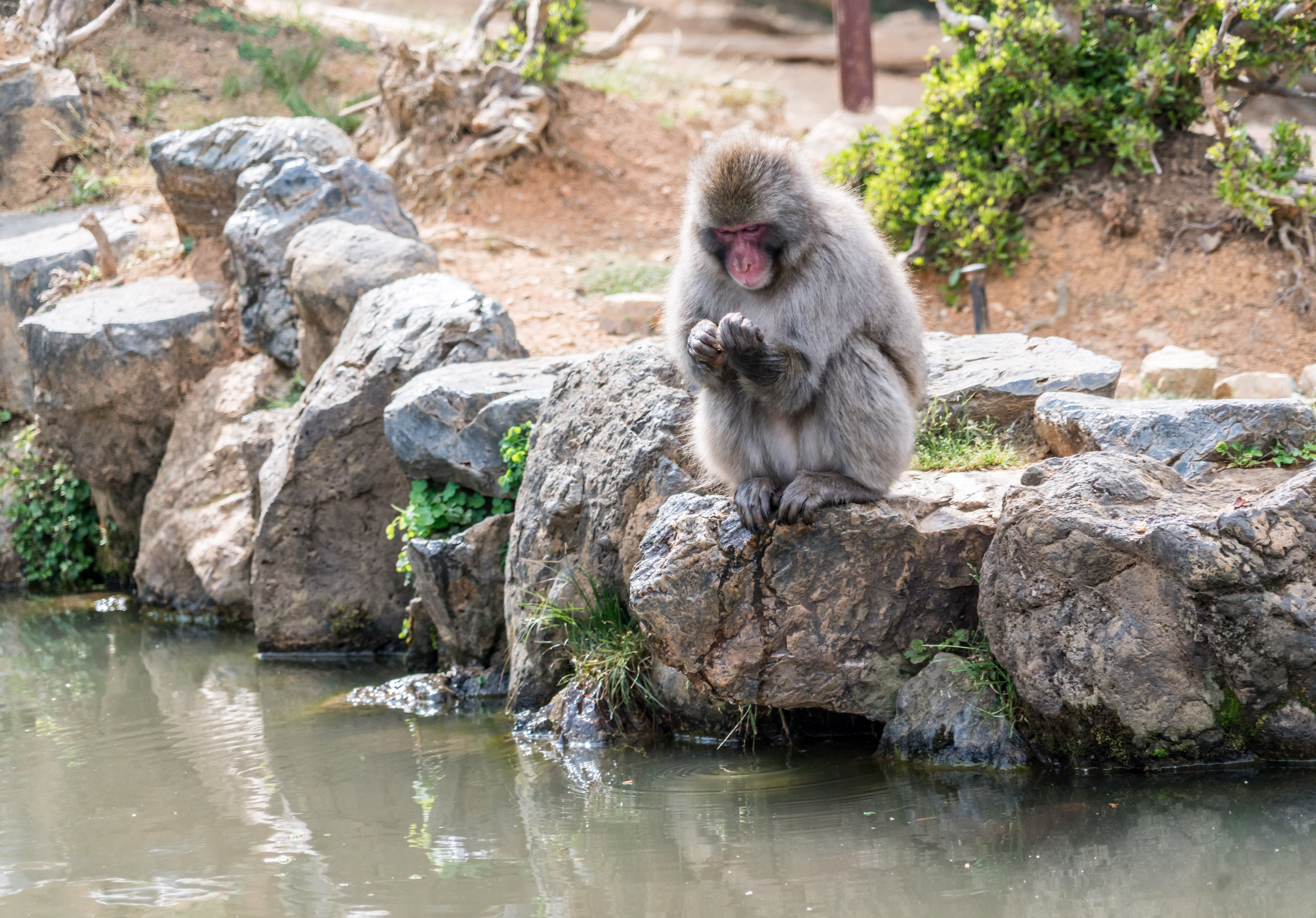 Laden Sie das Tiere, Stones, Affe, Ein Affe, Japan-Bild kostenlos auf Ihren PC-Desktop herunter