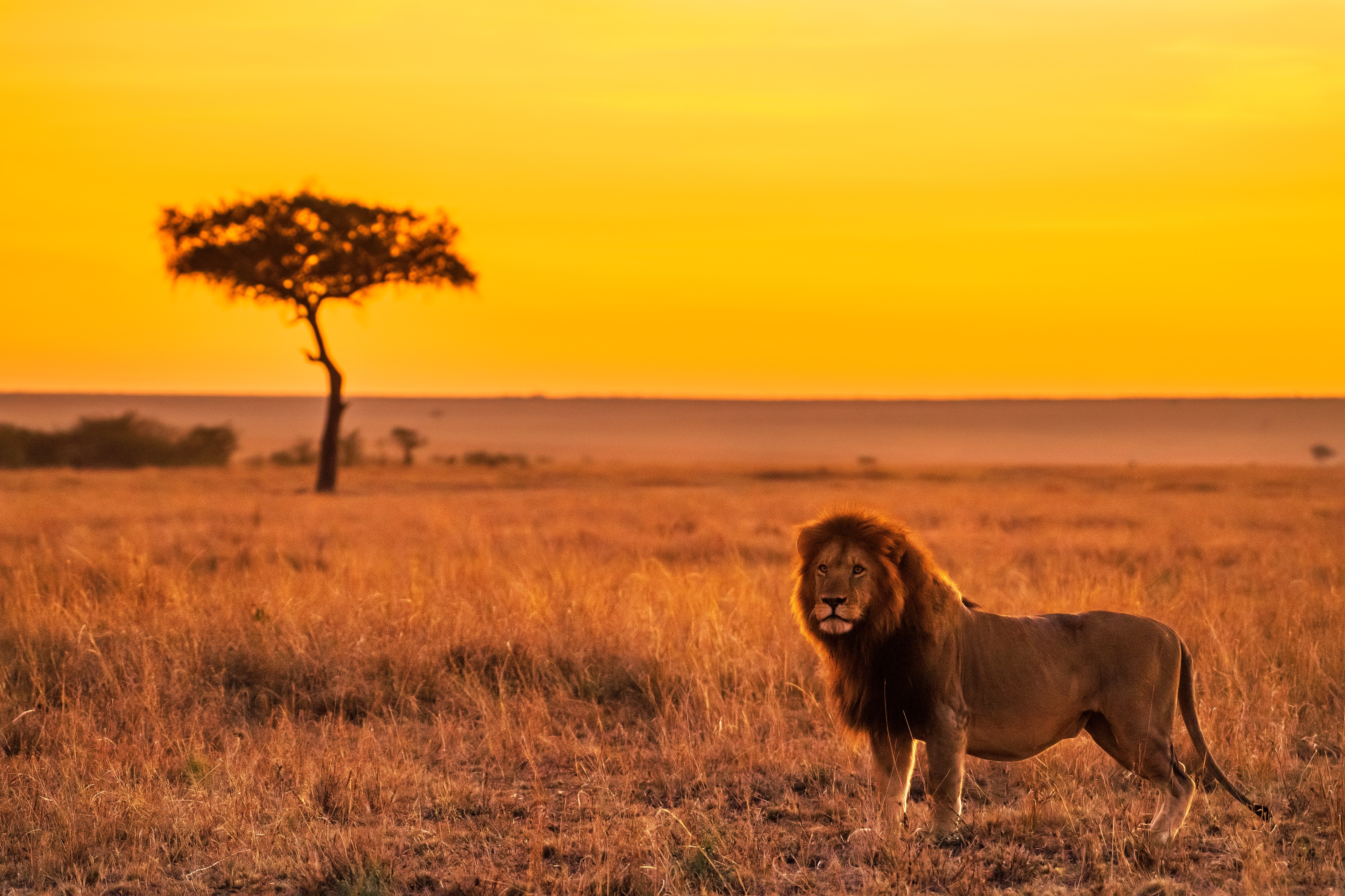 91027 Hintergrundbild herunterladen tiere, savanna, ein löwe, löwe, raubtier, predator, große katze, big cat - Bildschirmschoner und Bilder kostenlos