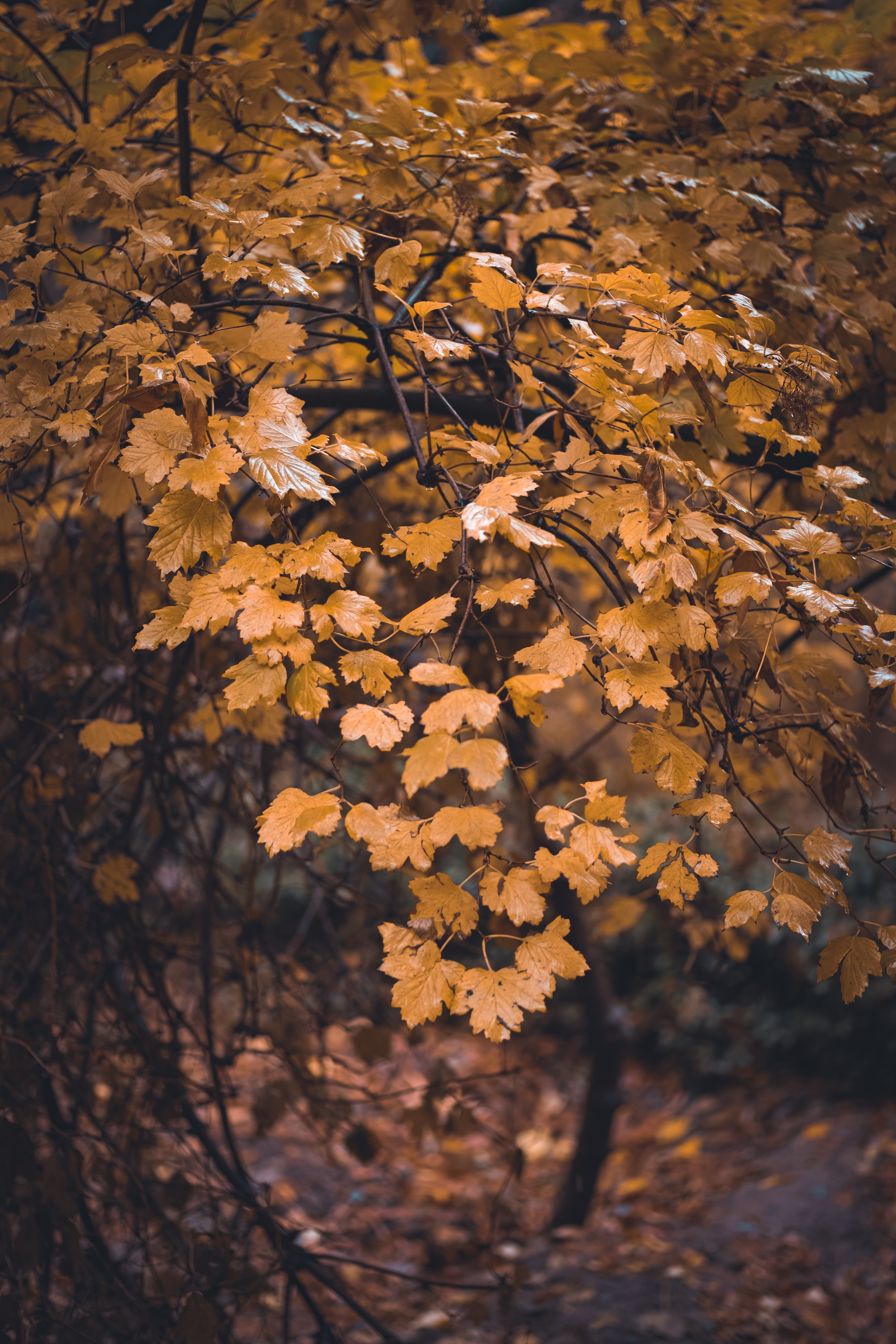 yellow, nature, autumn, leaves, wood, tree, branch