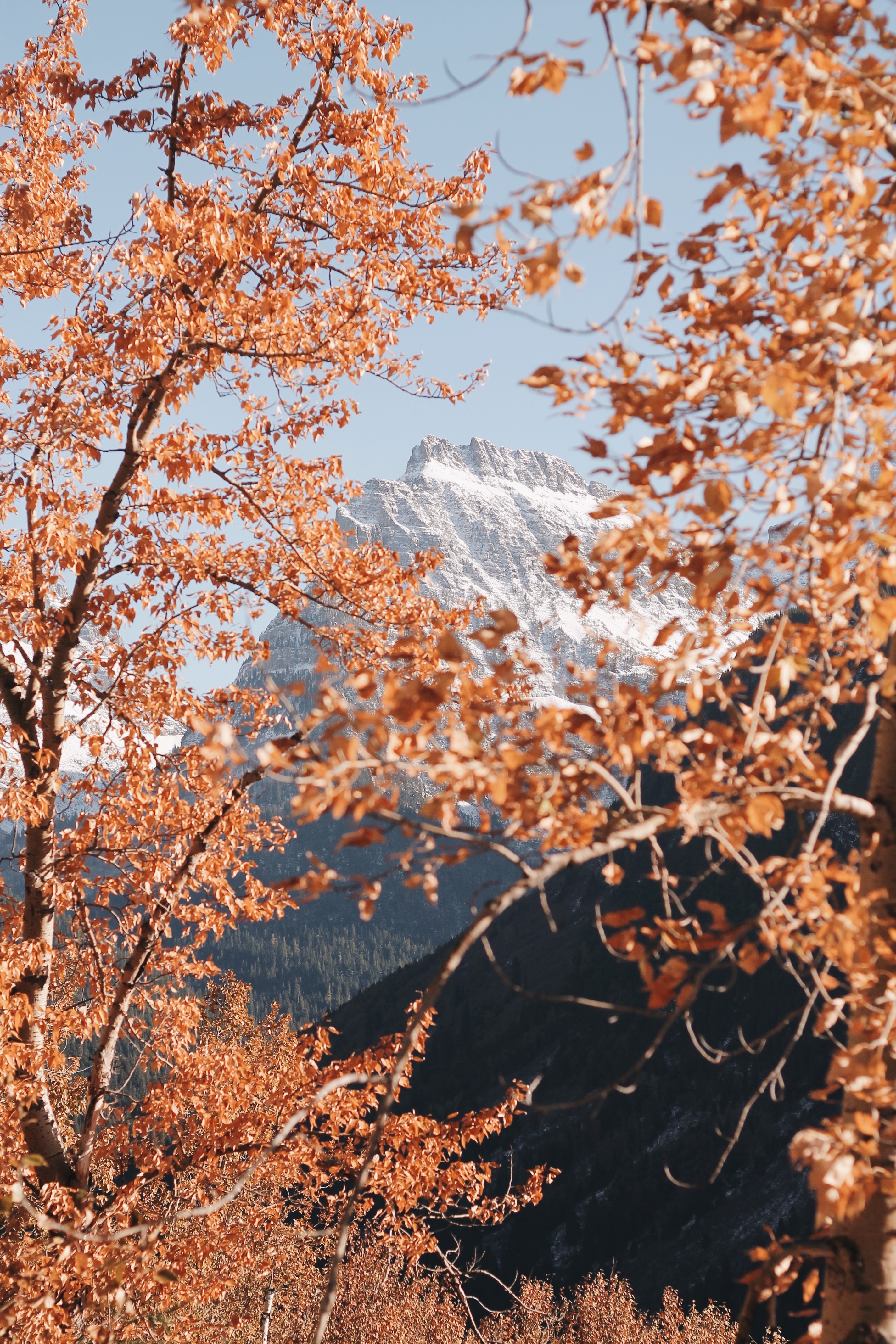 landscape, nature, trees, mountain, vertex, top, branches