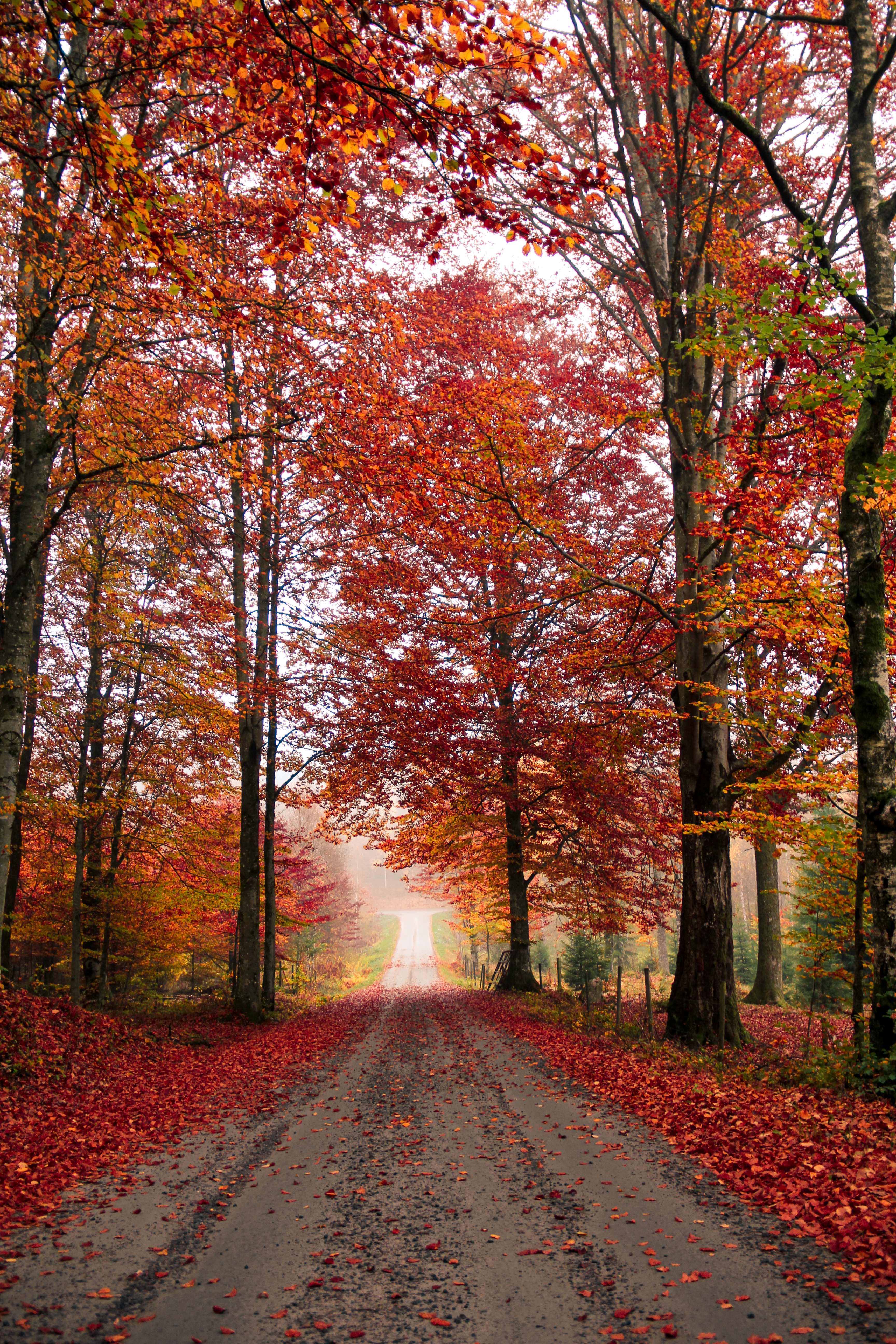91910 download wallpaper nature, trees, autumn, road, foliage, fallen screensavers and pictures for free
