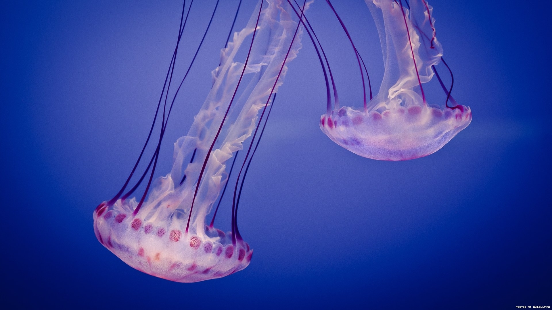 23478 Hintergrundbild herunterladen tiere, sea, jellyfish, blau - Bildschirmschoner und Bilder kostenlos