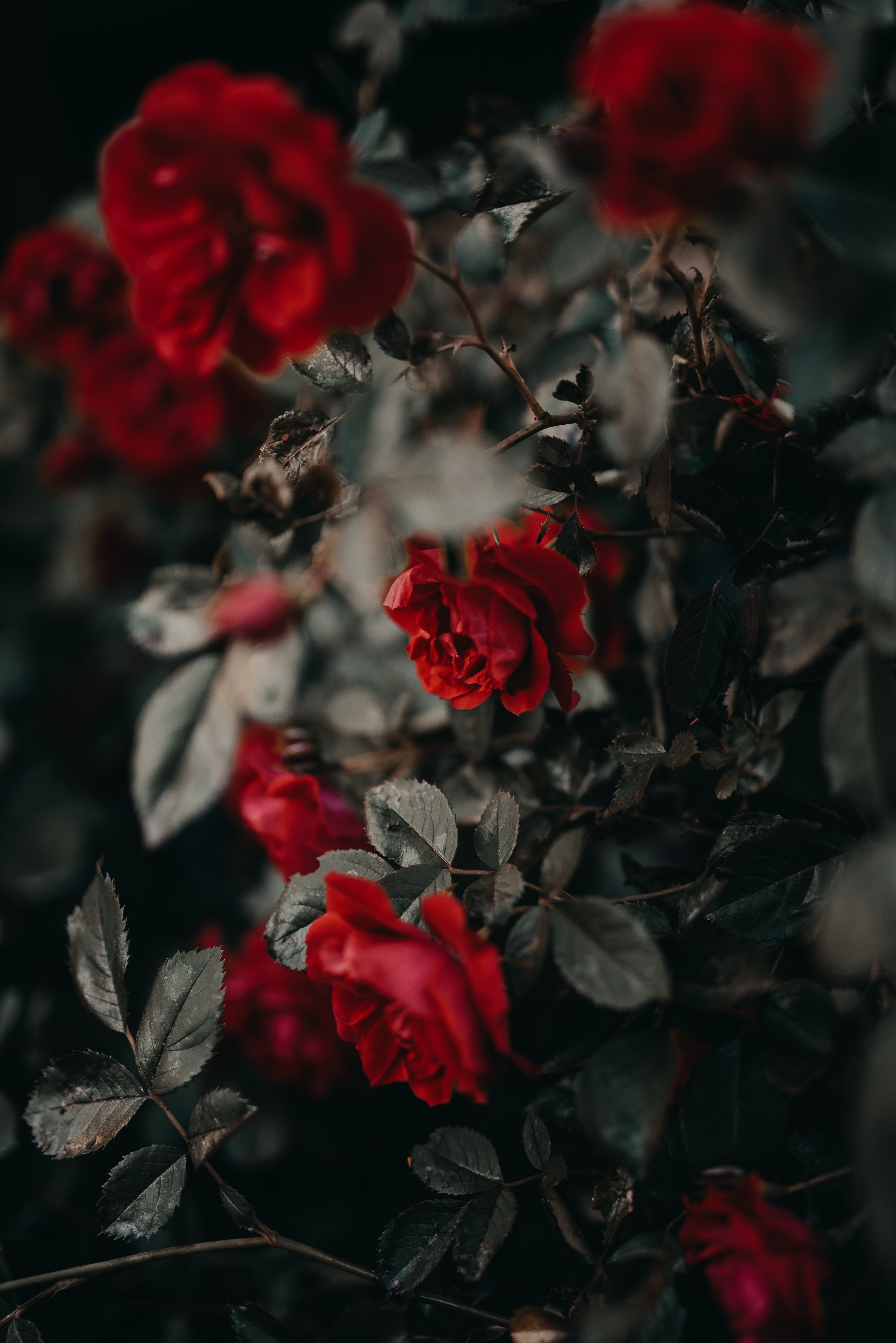 roses, flowers, bush, red, plant