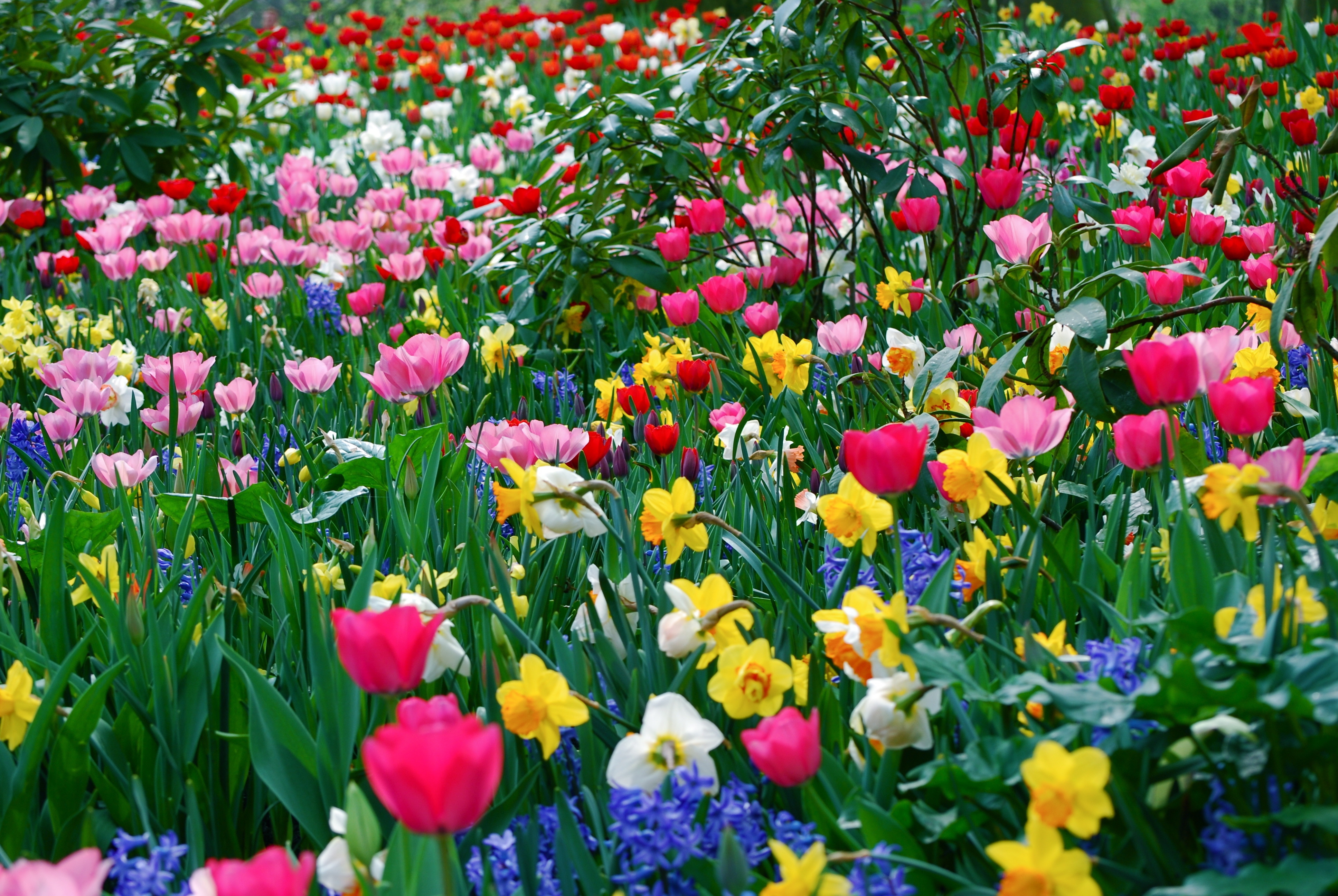 flowers, tulips, narcissussi, beauty, polyana, glade, spring Full HD