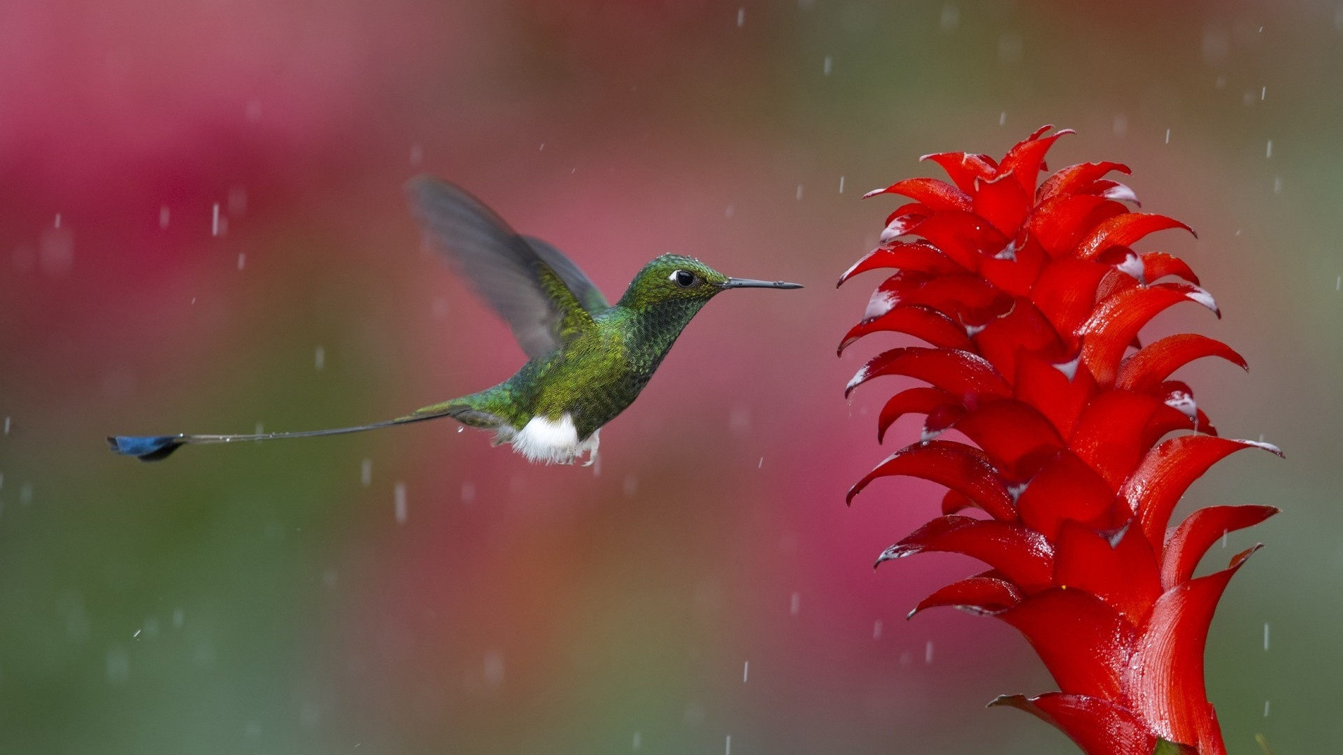 49847 Hintergrundbilder und Kolibris Bilder auf dem Desktop. Laden Sie vögel, rot, tiere Bildschirmschoner kostenlos auf den PC herunter